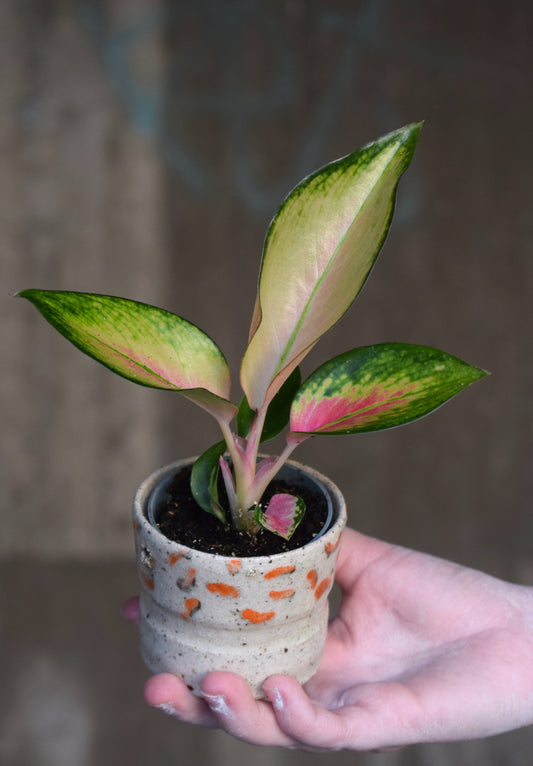 Aglaonema 'Red Dragon'