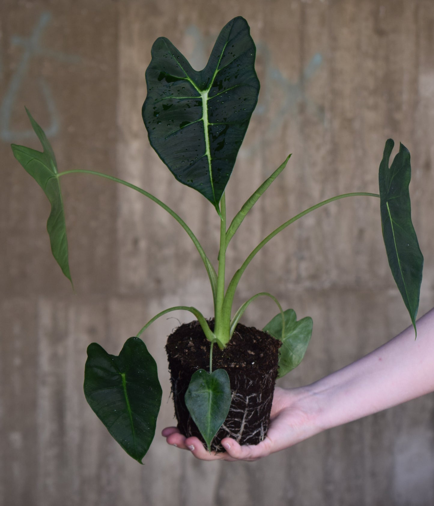 Alocasia frydek rare exotic houseplant