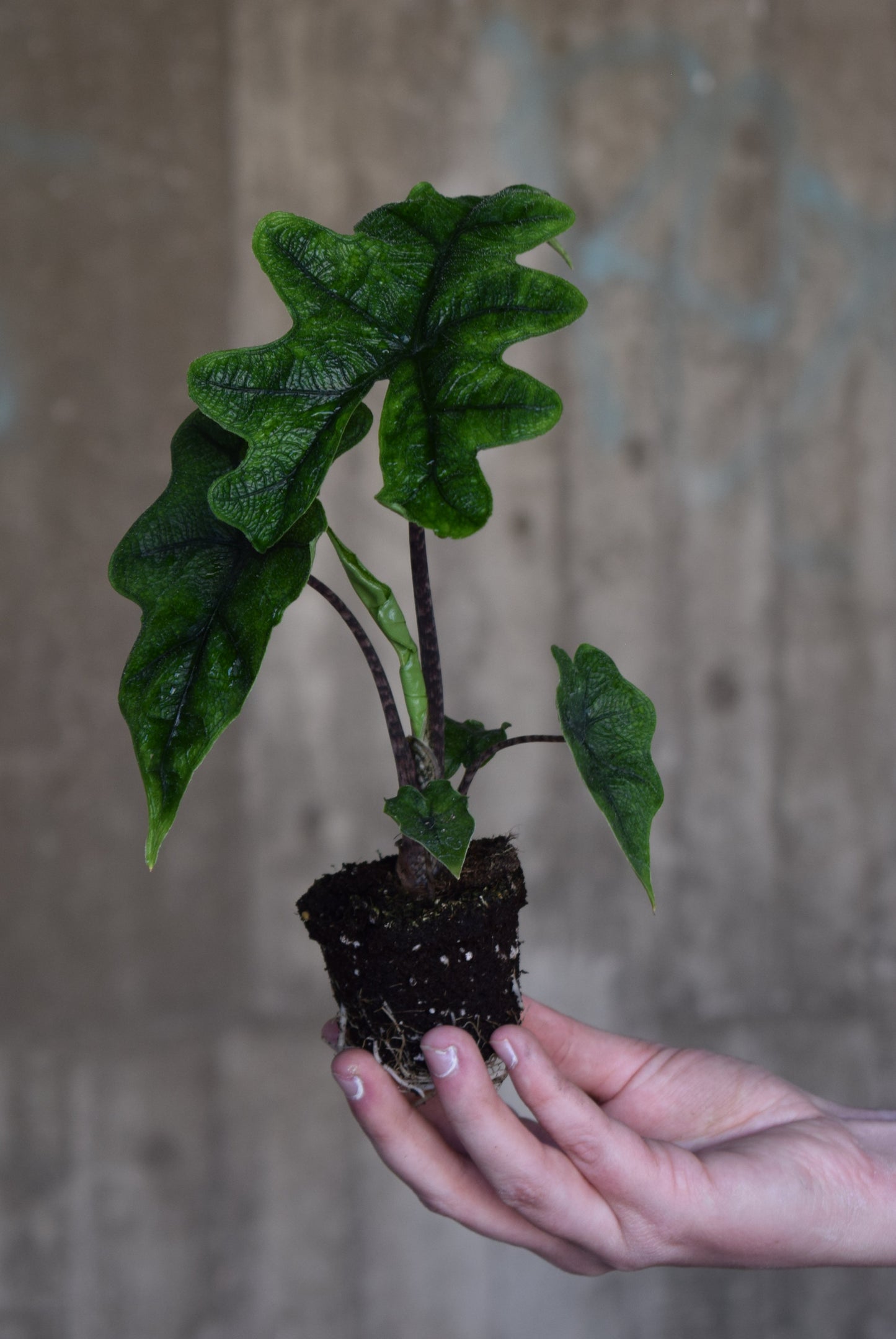 Alocasia tandurusa jacklyn rare plant