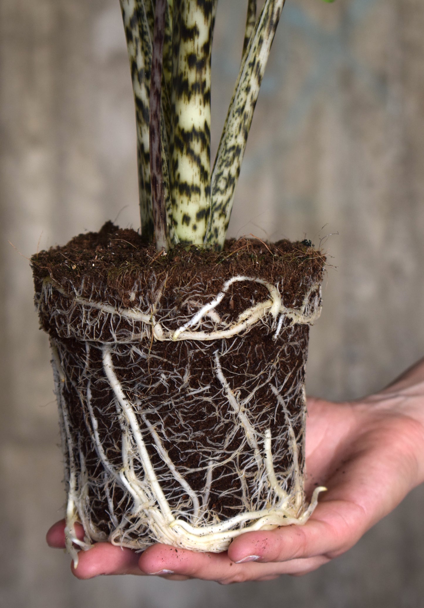 Alocasia Zebrina