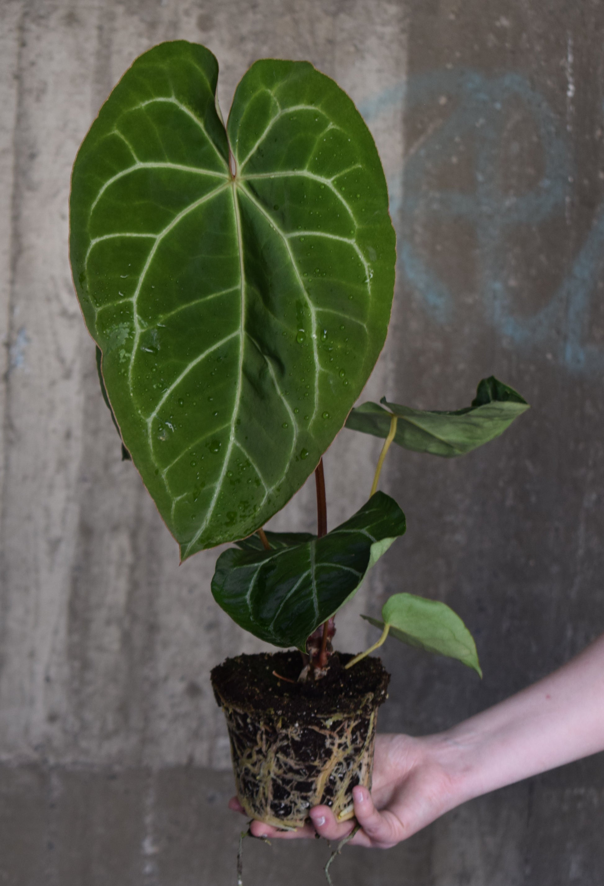 Anthurium crystallinum large rare houseplant