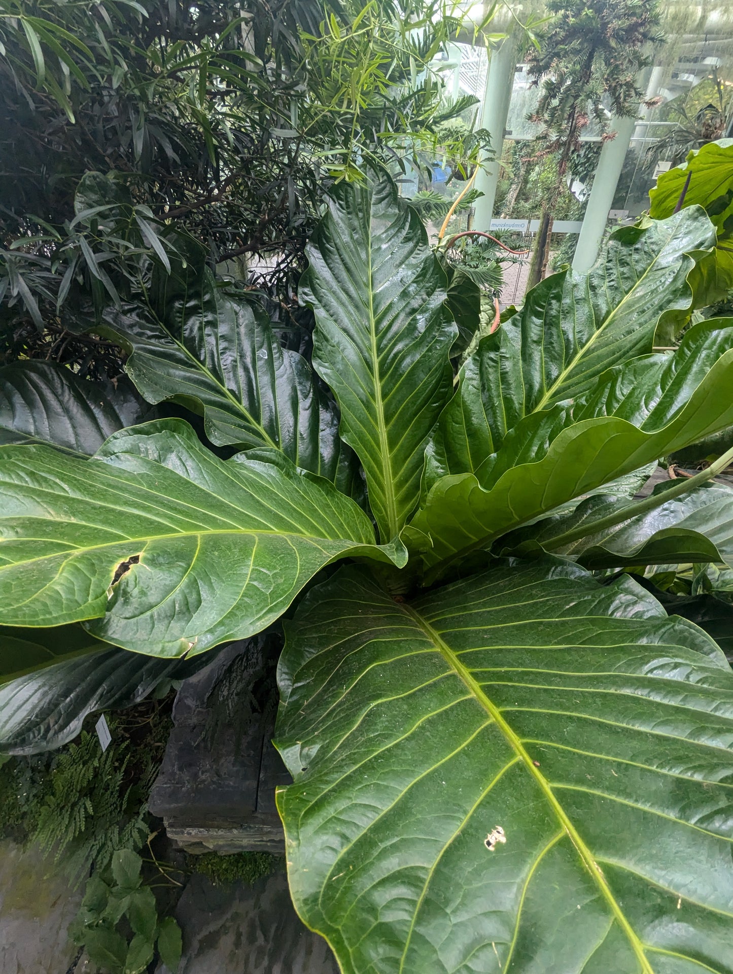 Anthurium jenmanii rare exotic plant