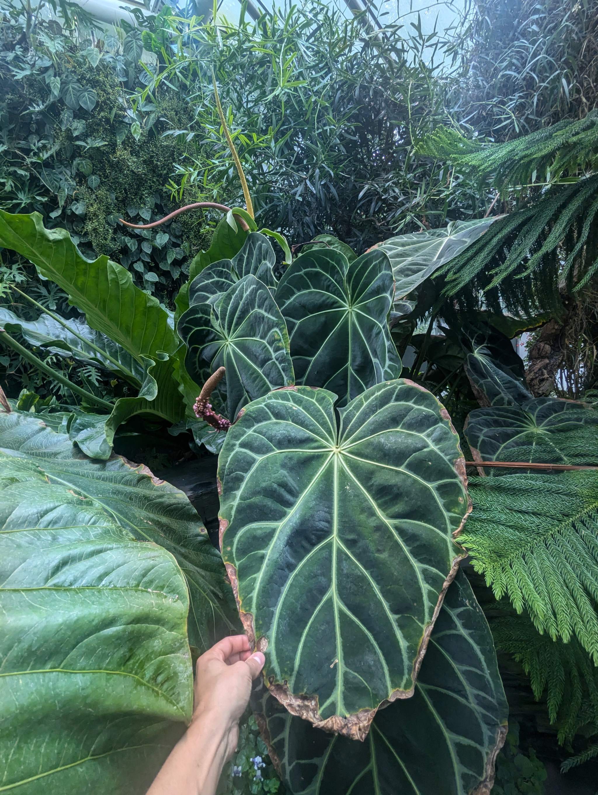 Anthurium Magnificum Rare Aroid House popular Plant