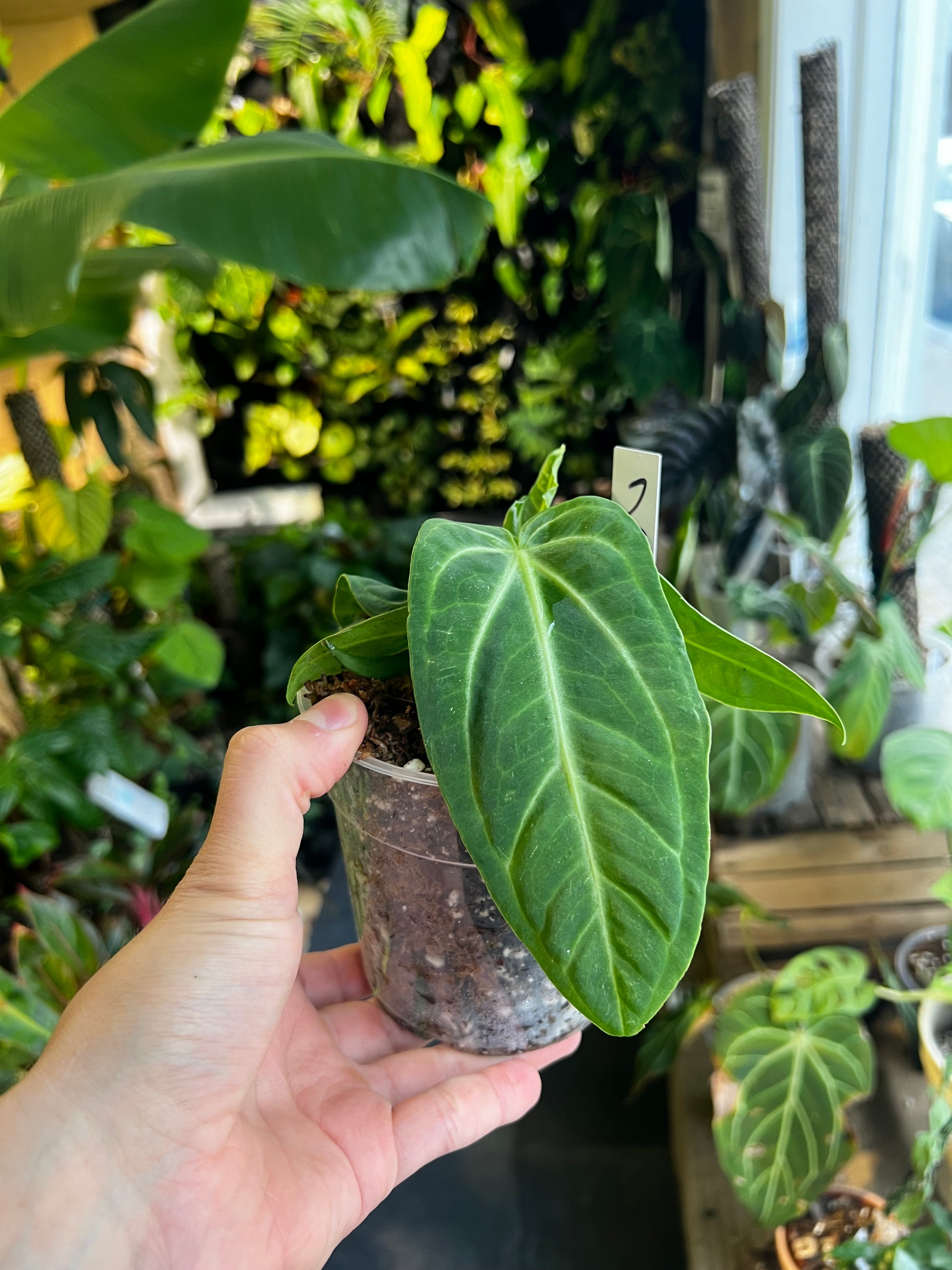 Anthurium villeanorum rare plant