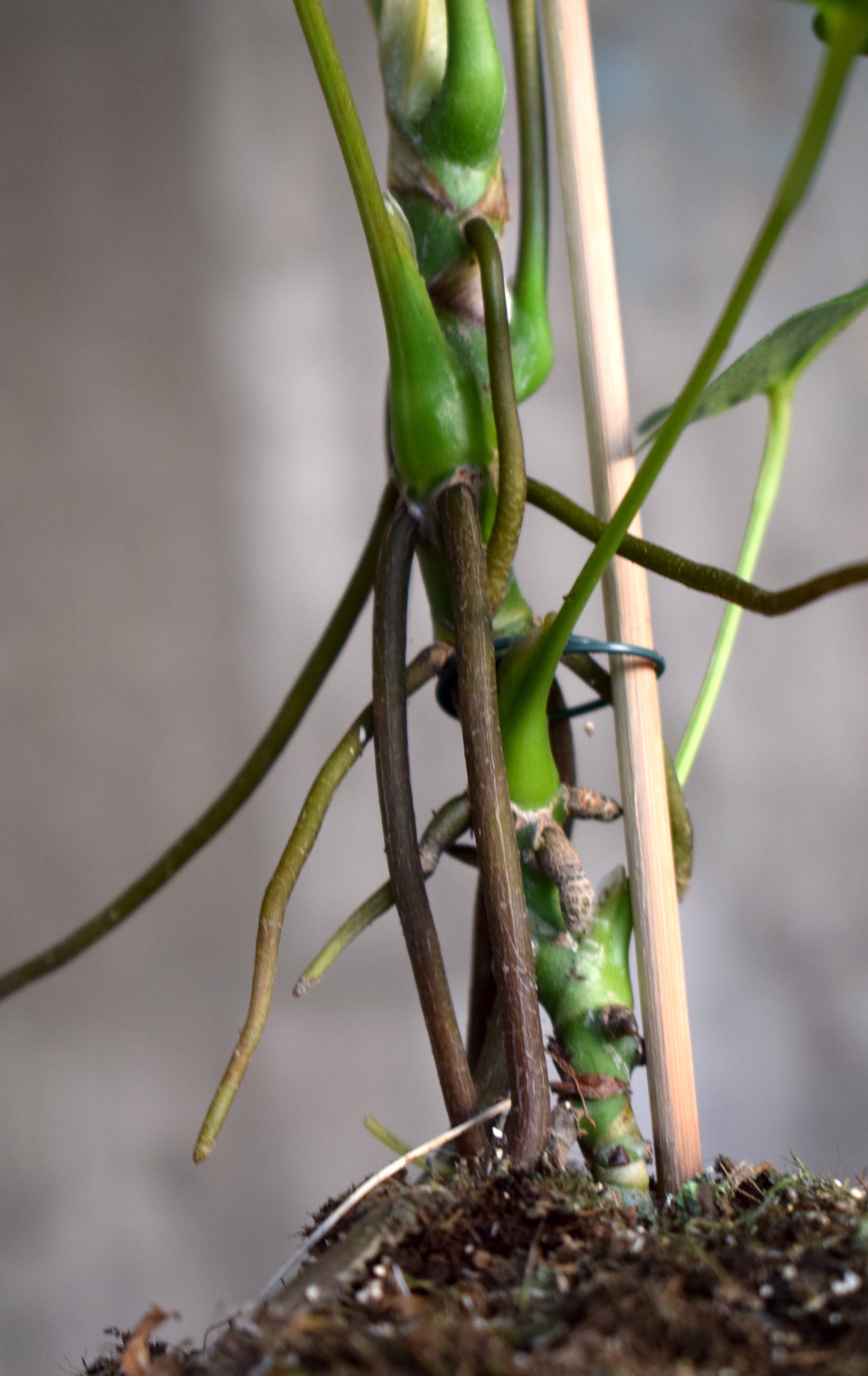 Anthurium Balaoanum