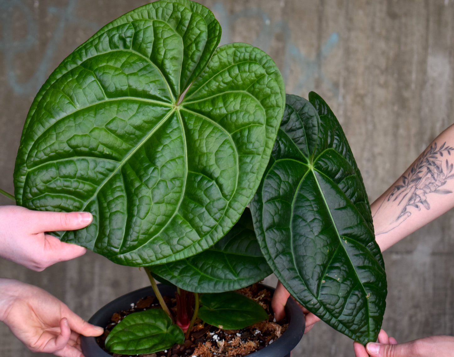 Anthurium Magnificum X Luxurians