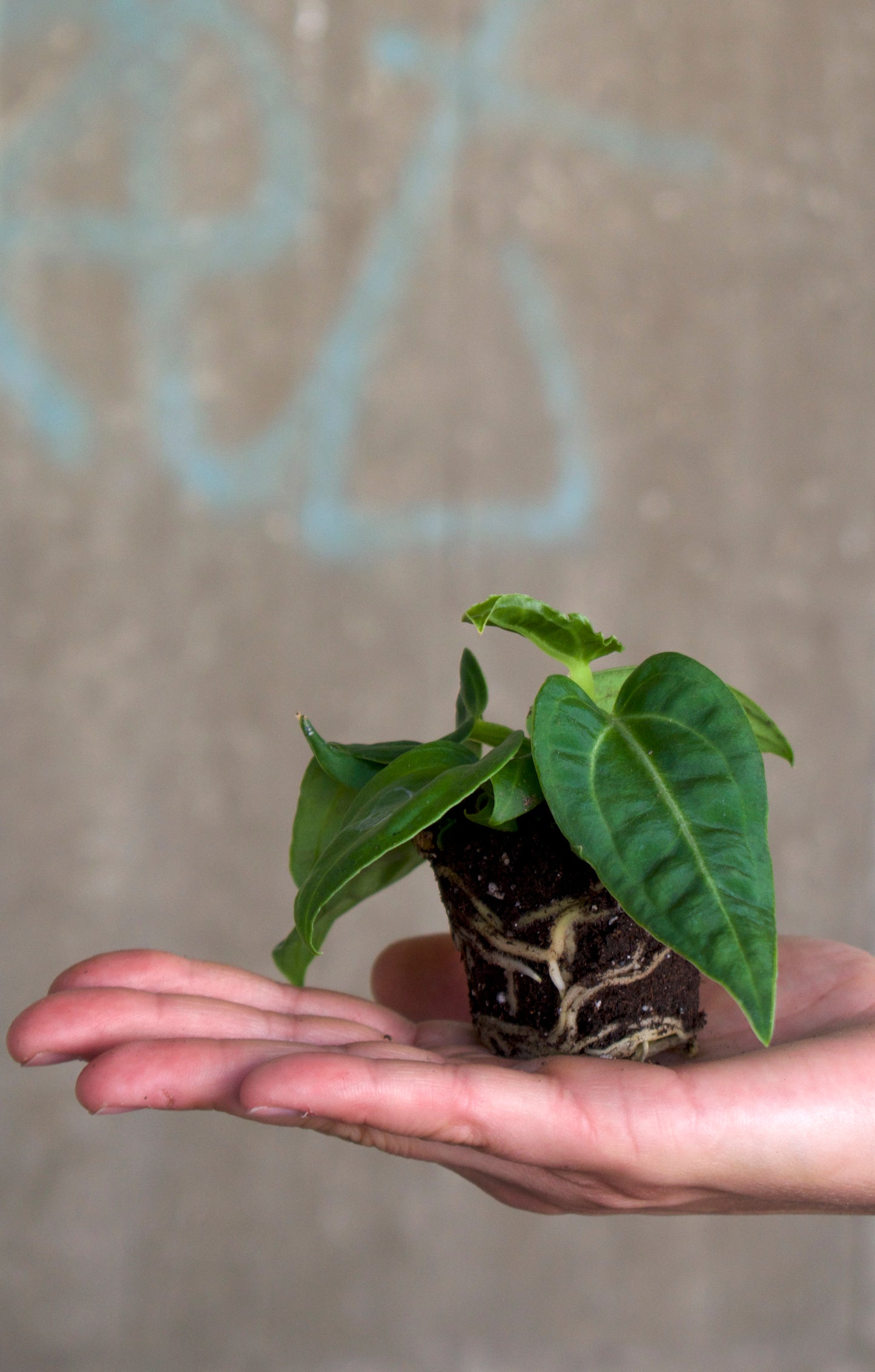 Anthurium villenaorum