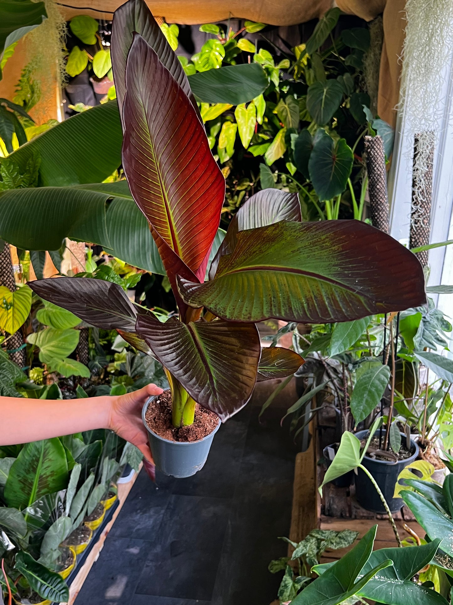 Ensete ventricosum 'Maurelii’ - Röd Banan