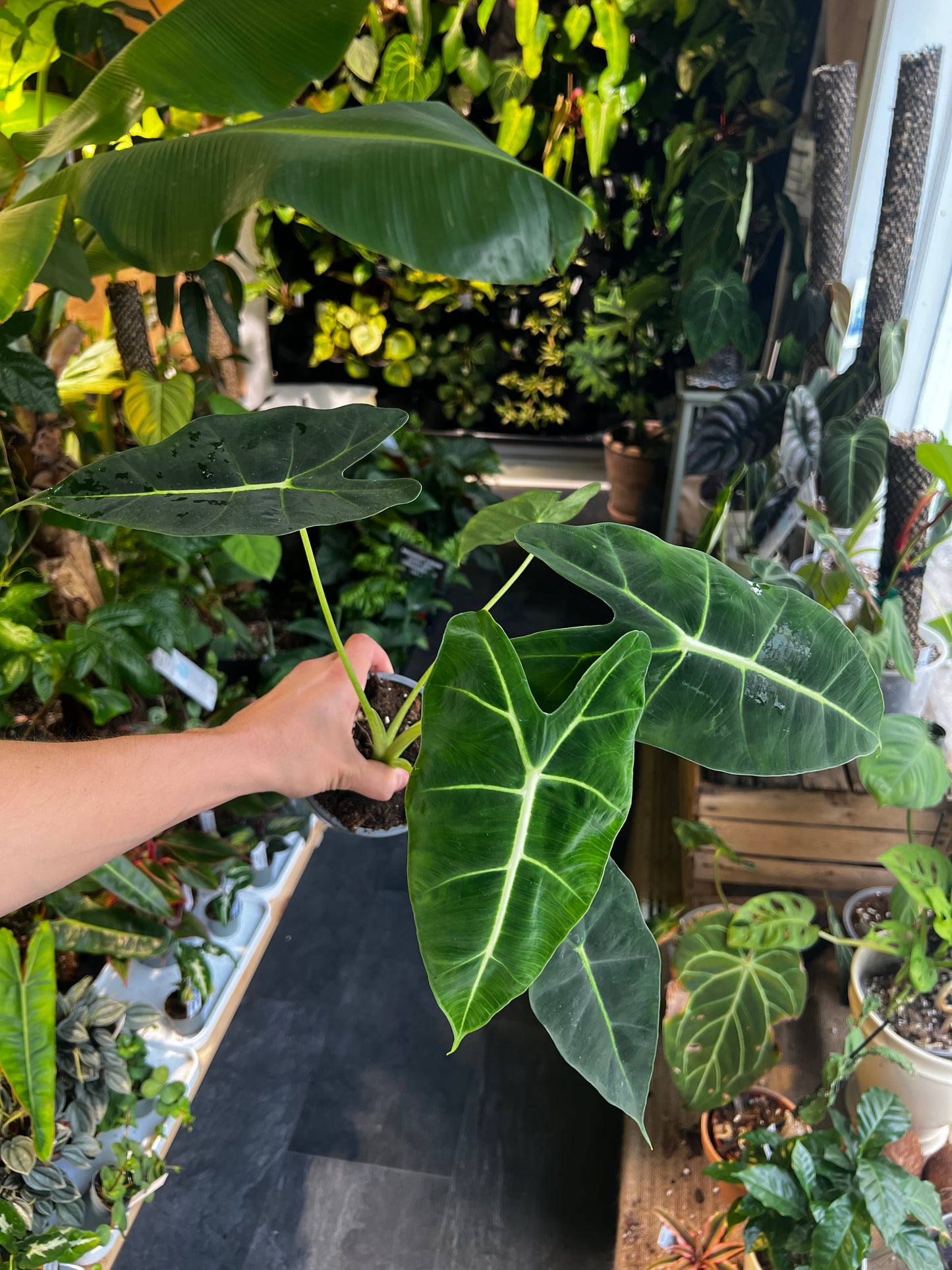 Alocasia micholitziana 'Frydek'