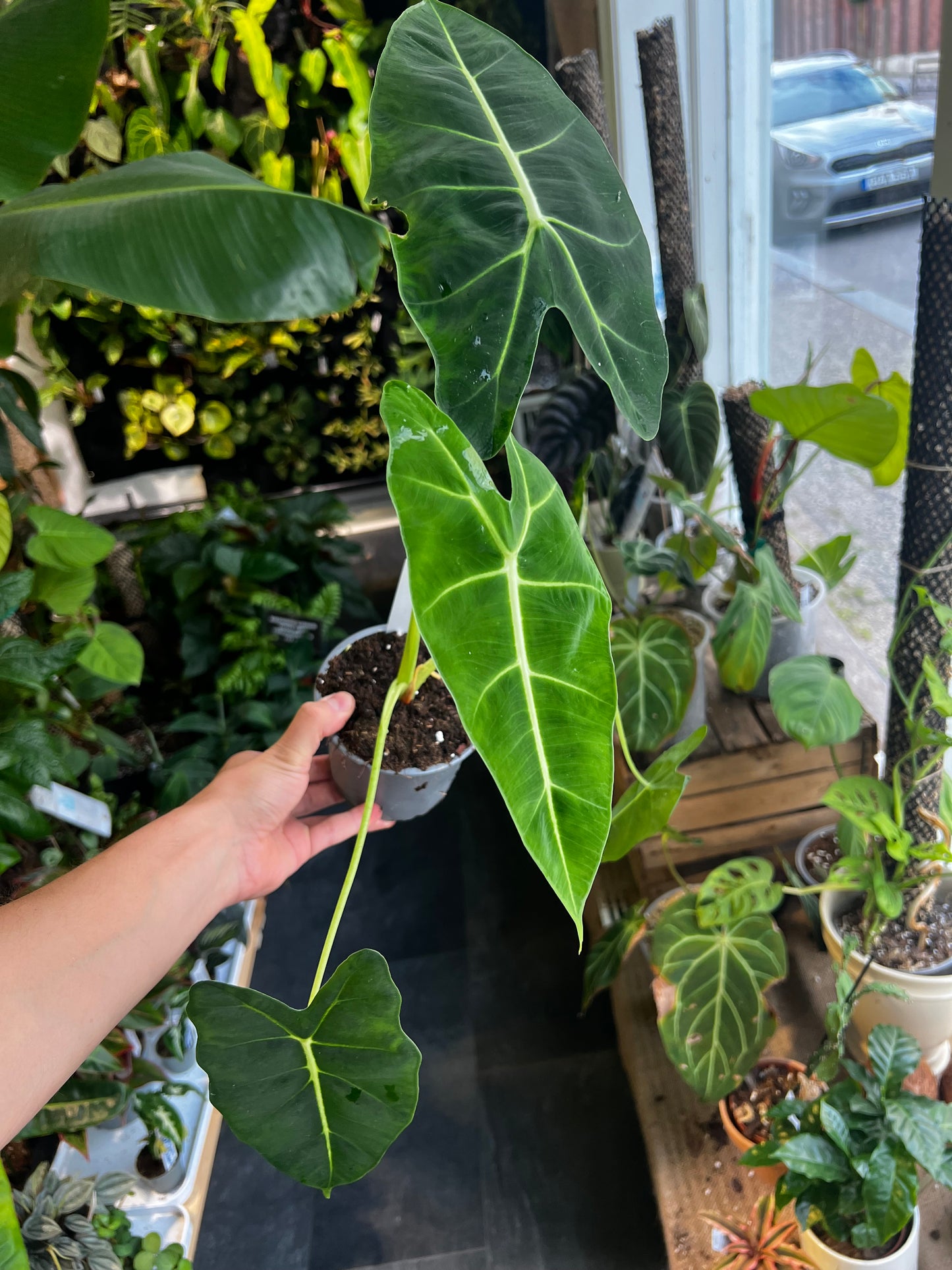 Alocasia micholitziana 'Frydek'