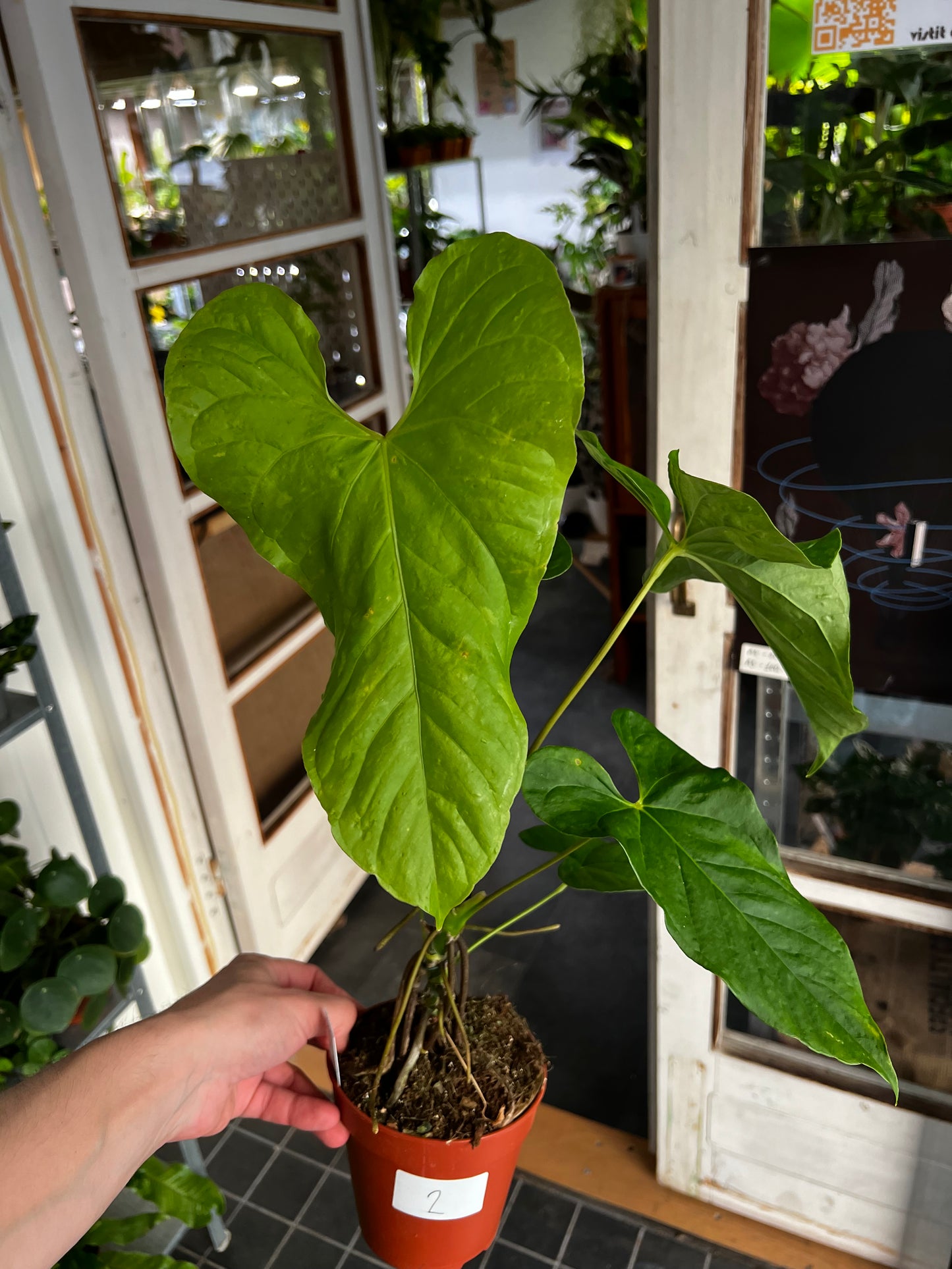 Anthurium Balaoanum