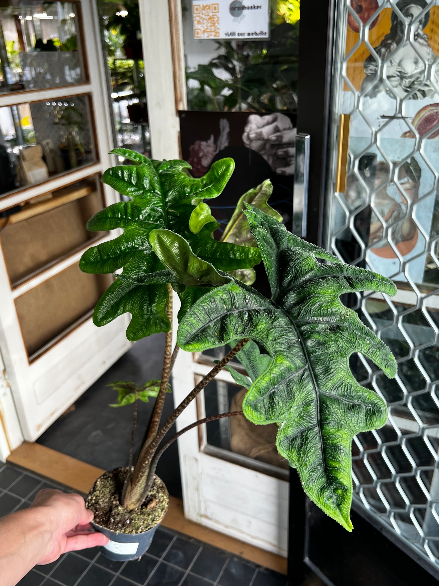 Alocasia Tandurusa 'Jacklyn'