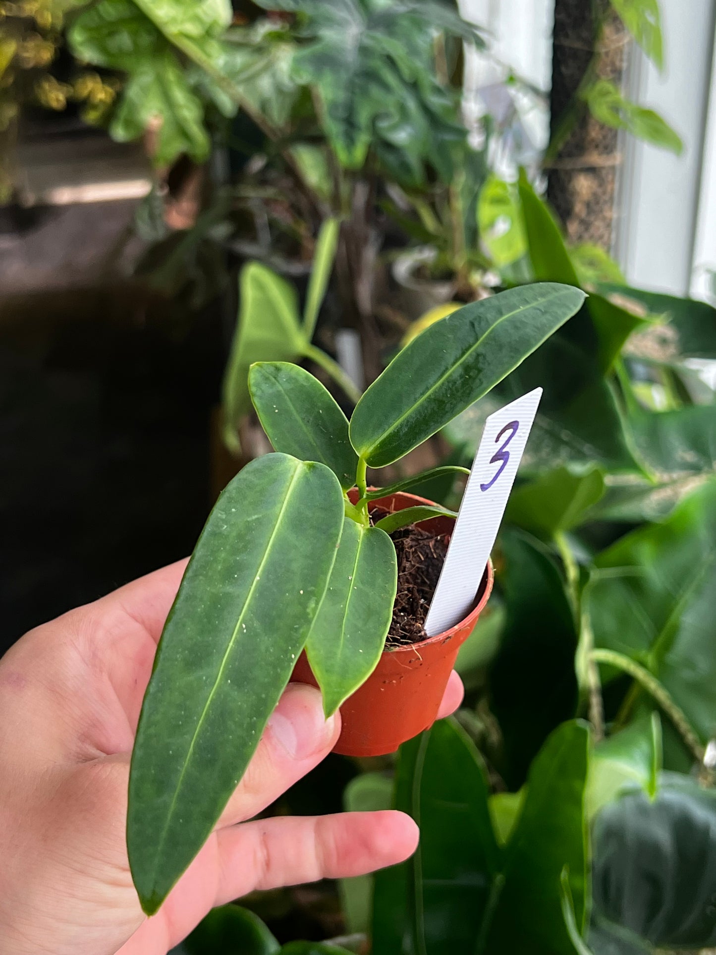 Anthurium Warocqueanum