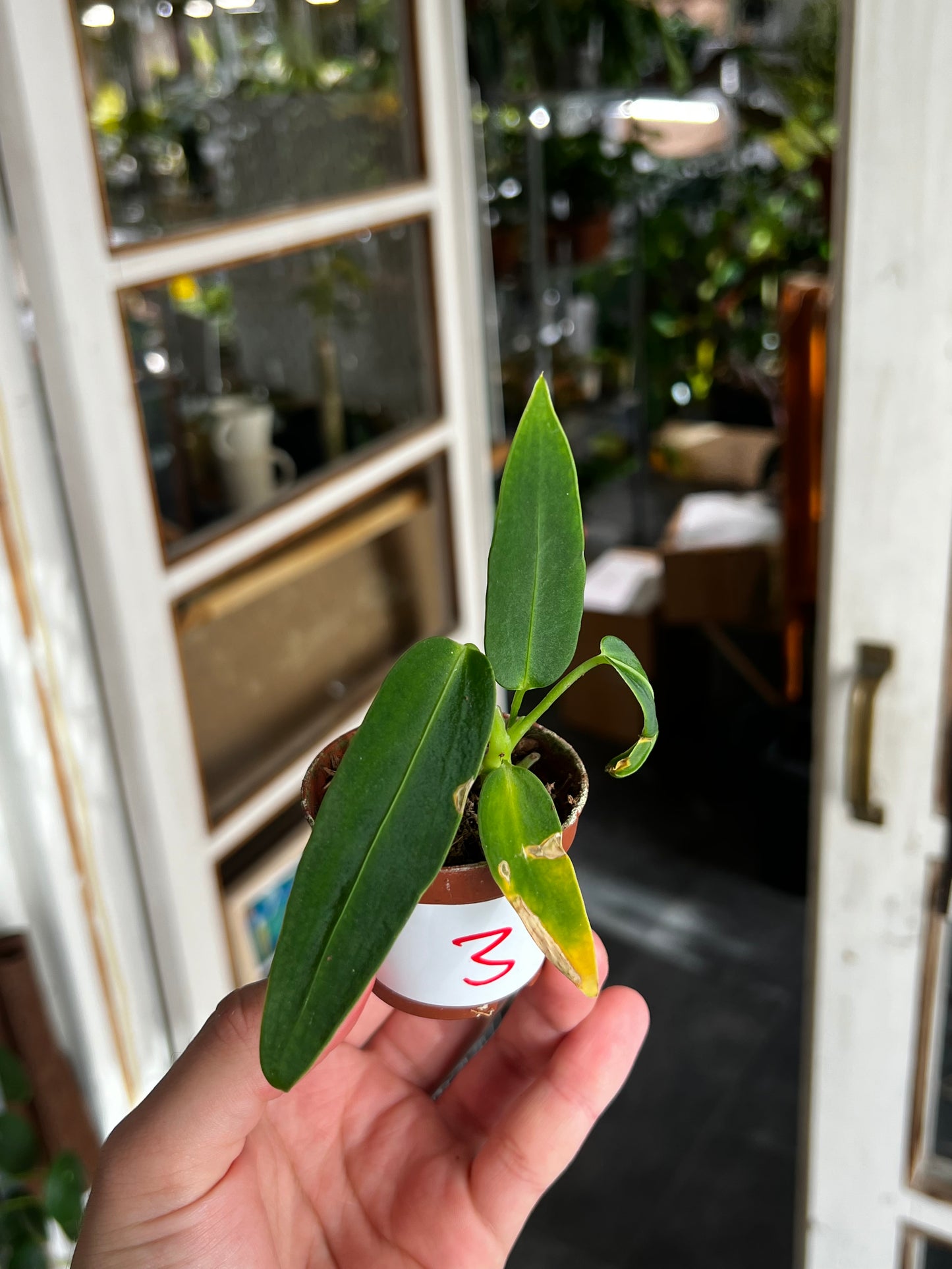 Anthurium Warocqueanum