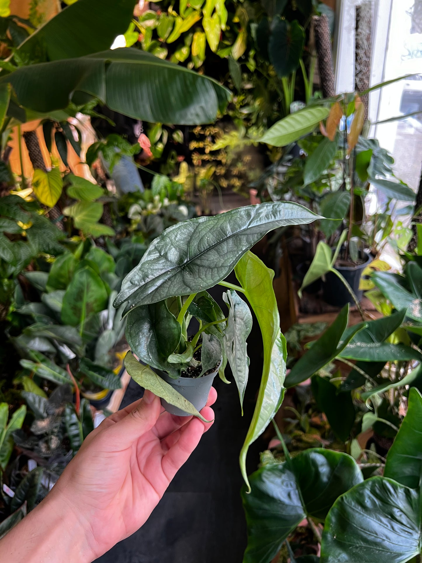 Alocasia Heterophylla 'Drachenatem' 