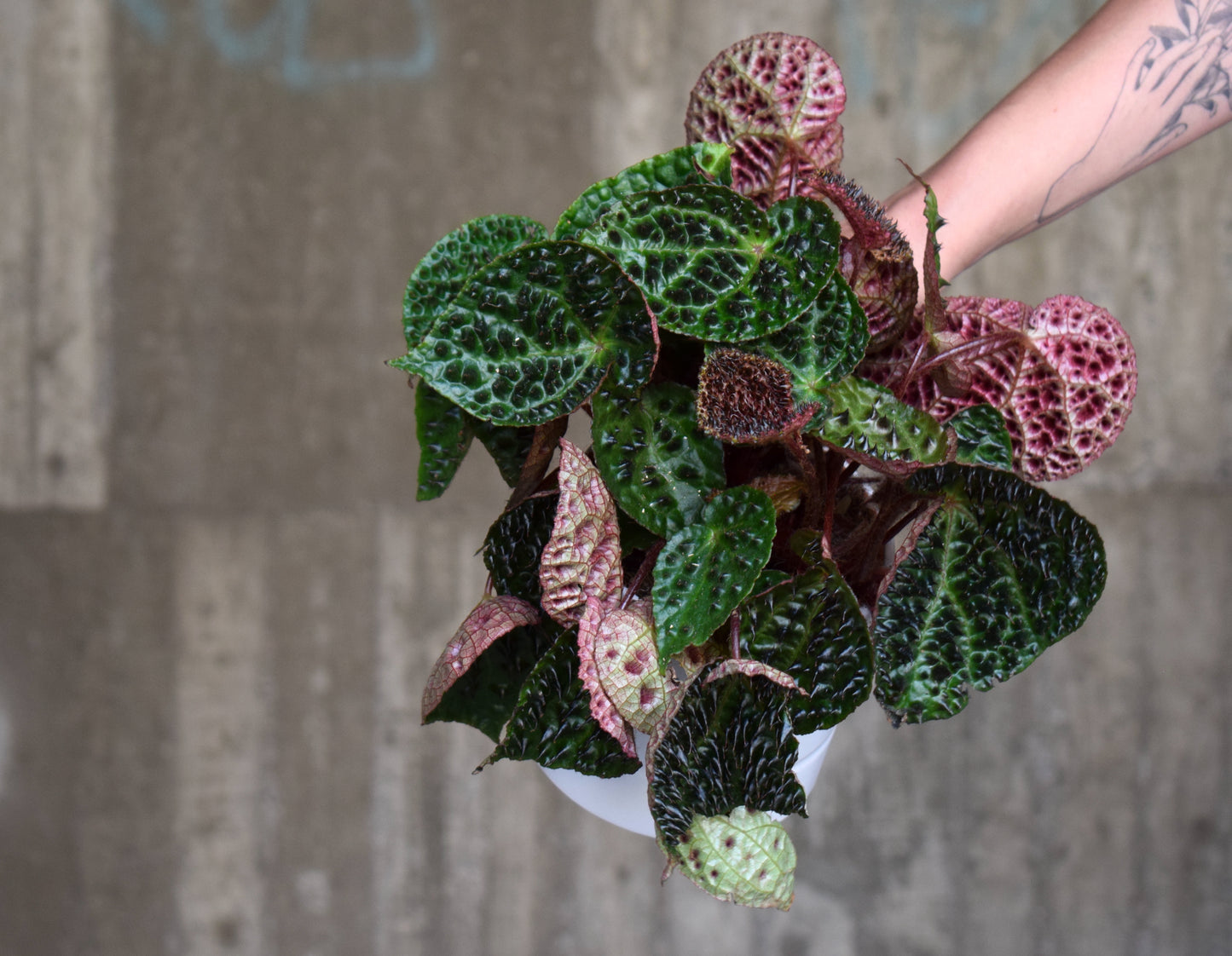 Begonia Ferox