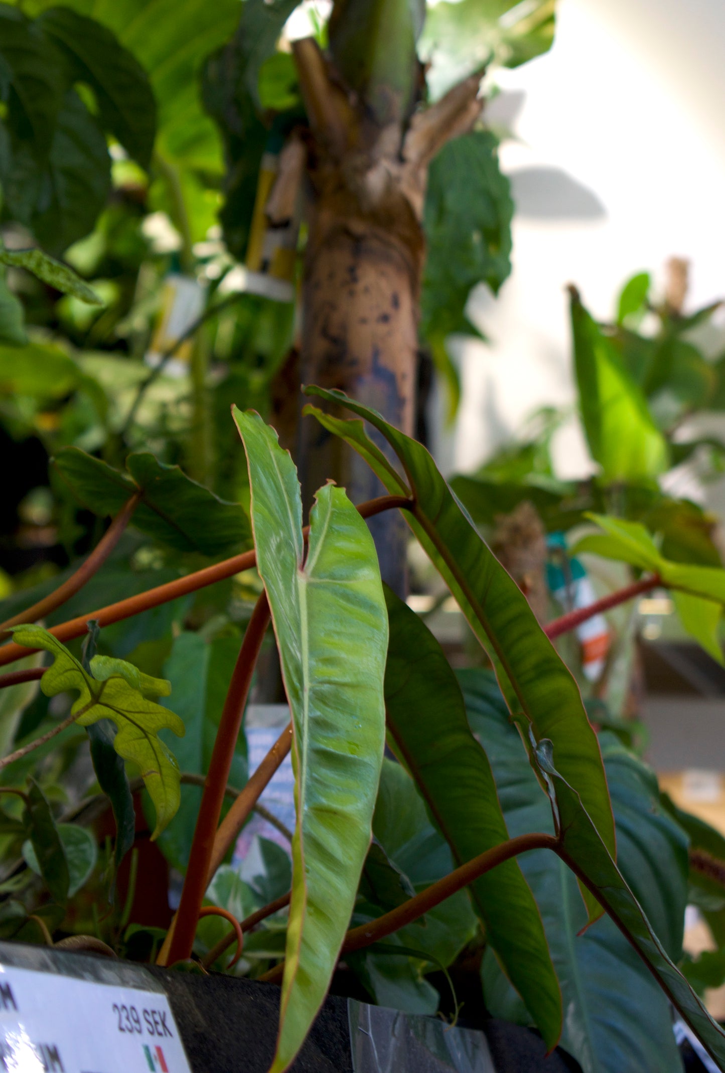 Philodendron Billietiae