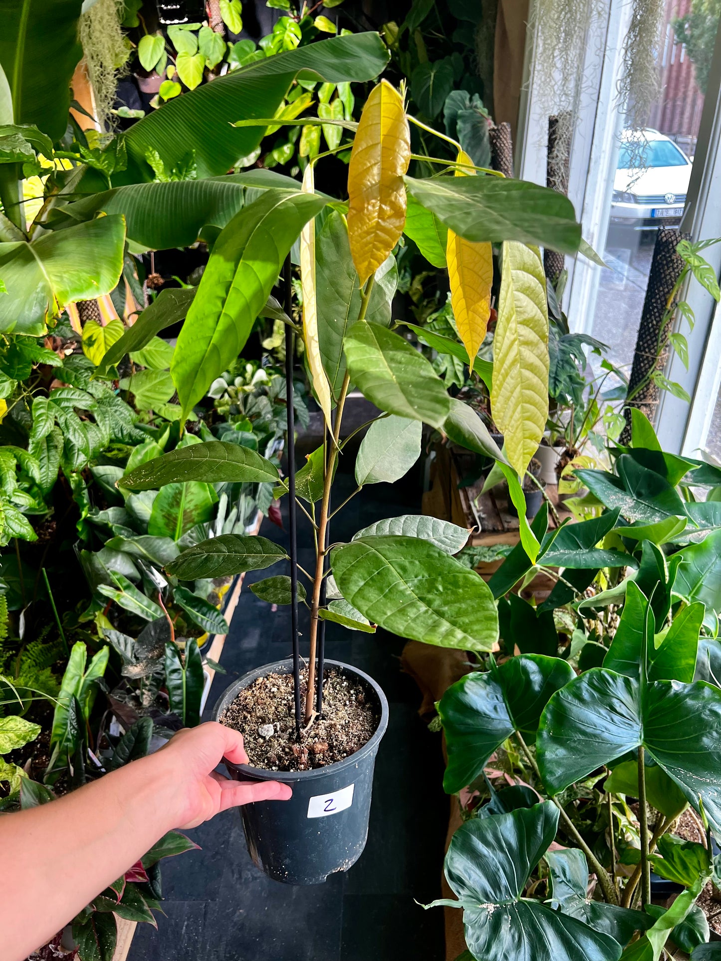 Cacao tree, 'Theobroma cacao'