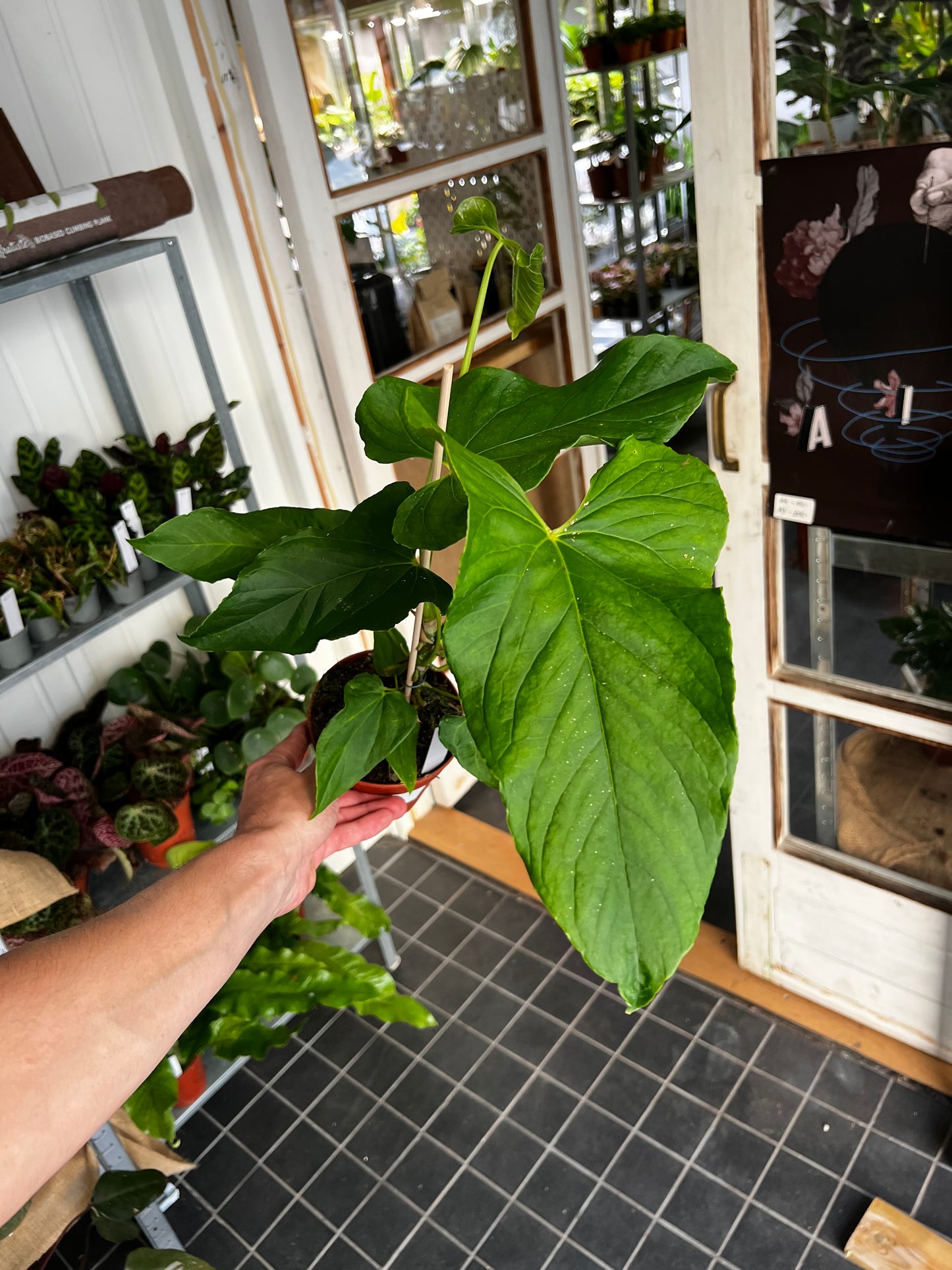 Anthurium Balaoanum