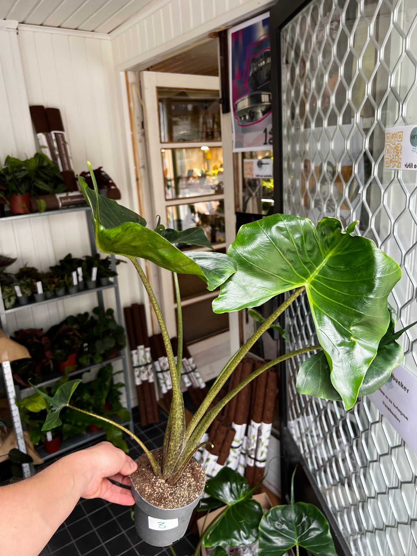 Alocasia Macrorrhiza 'Stingray'