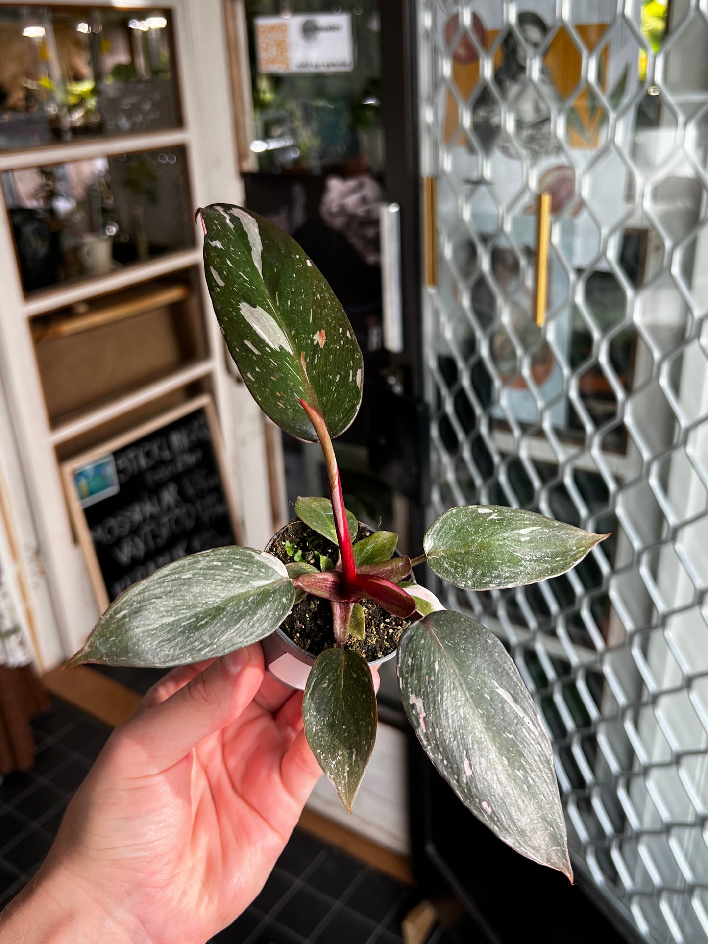 Philodendron 'Pink Princess Marble' 