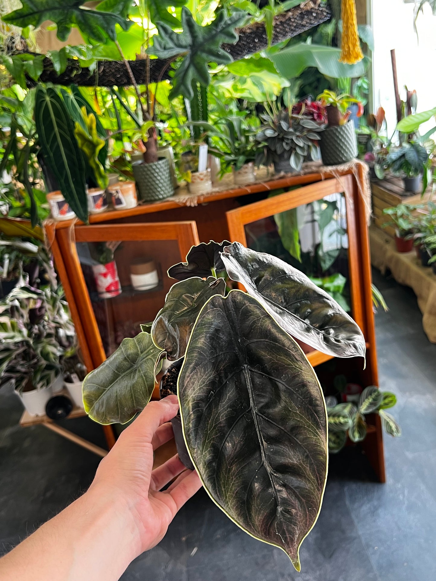 Alocasia Azlanii