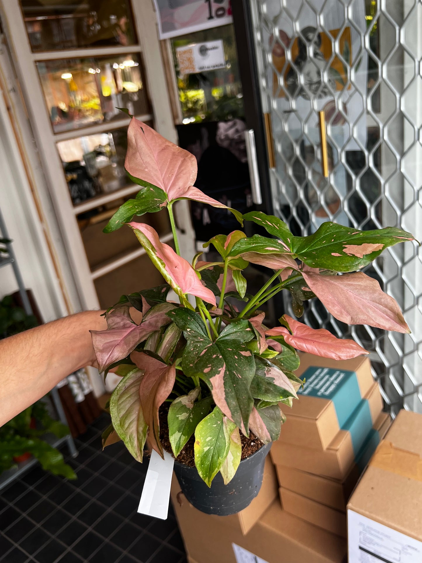 Syngonium 'Pink Splash'