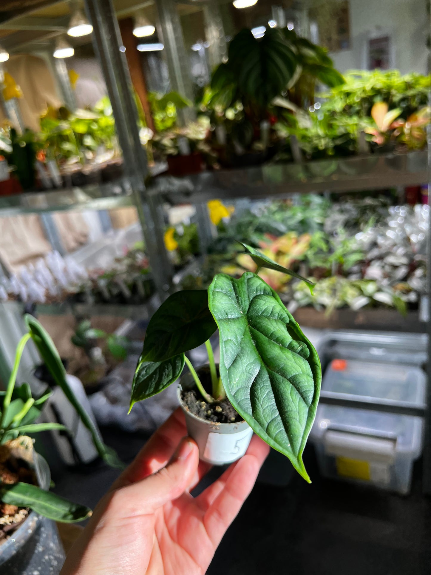 Alocasia Baginda 'Drachenschuppe' 