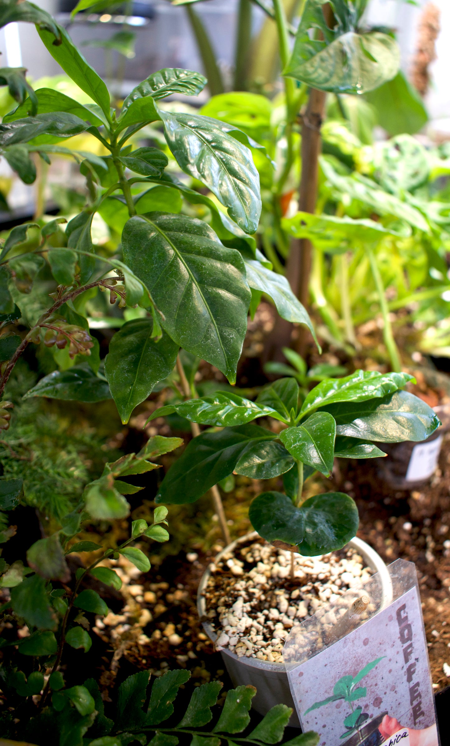 Arabiskt kaffeträd 'Coffea Arabica'