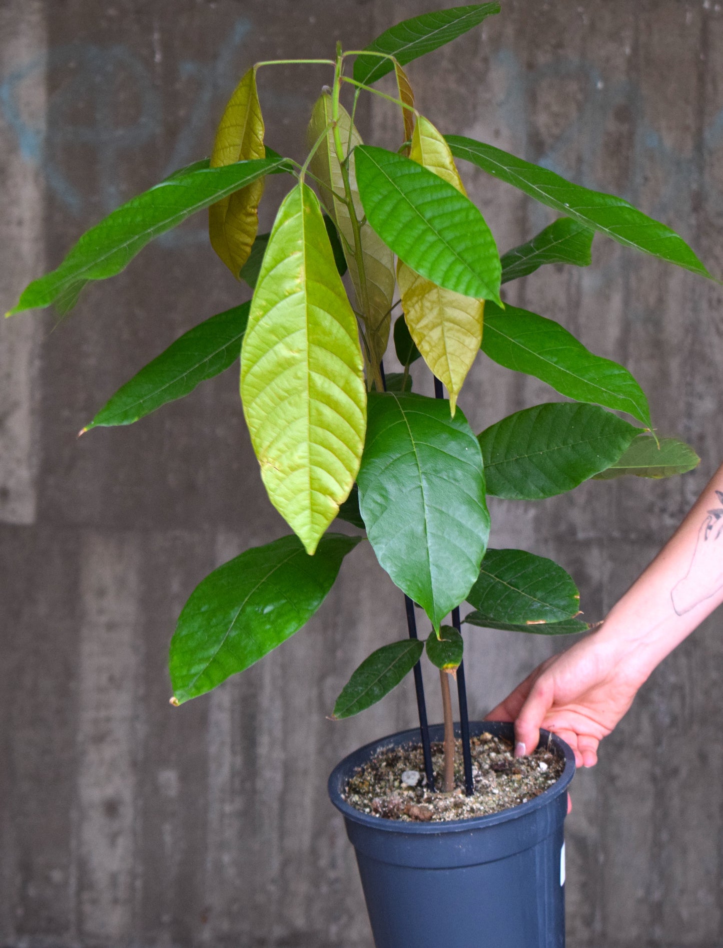 Cacao tree, 'Theobroma cacao'