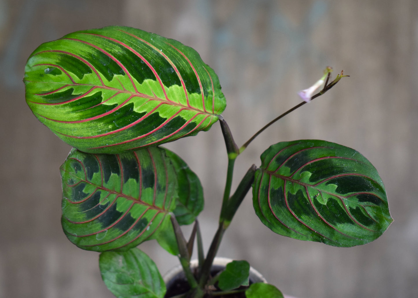 Maranta leuconeura var. Erythroneura 'Gebetspflanze'