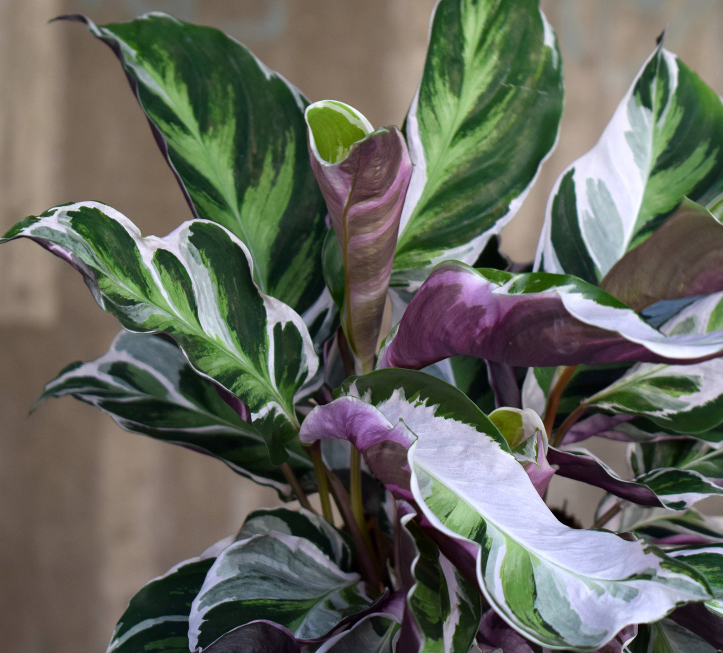 Calathea 'White Fusion' 