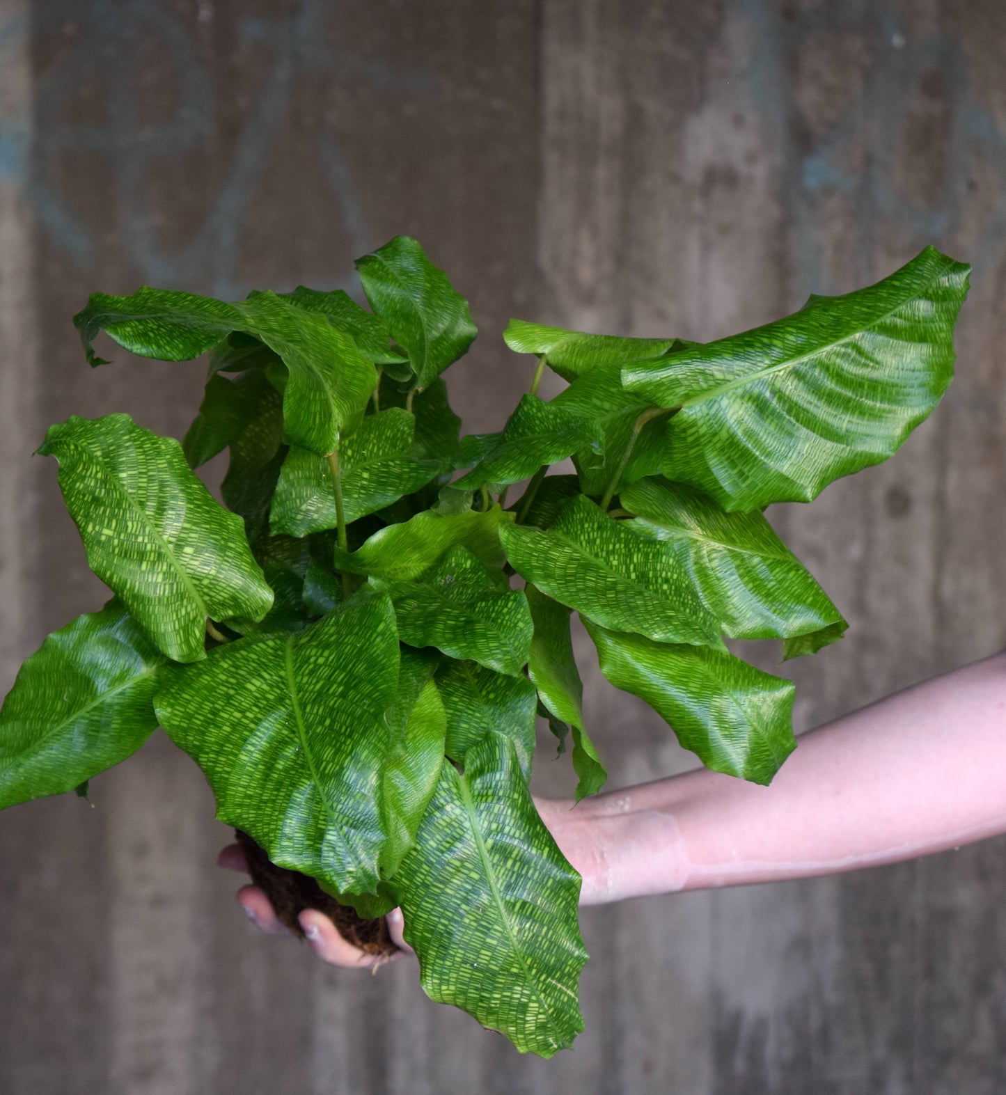 Calathea Musaica 'Network'