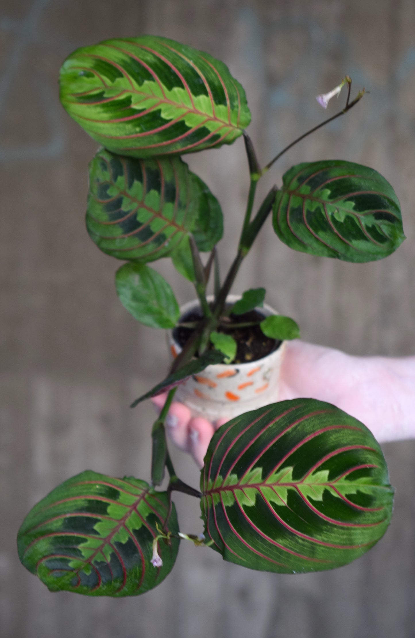 Maranta Leuconeura 'Red Stripe'