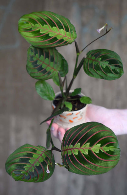 Maranta Leuconeura  'Red Stripe'