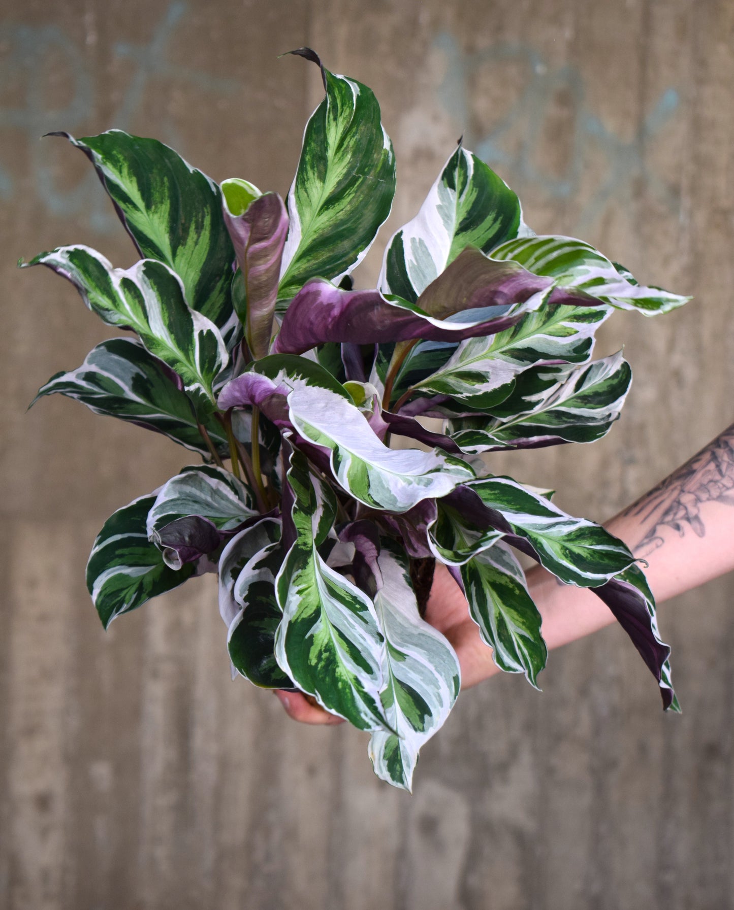 Calathea 'White Fusion' 