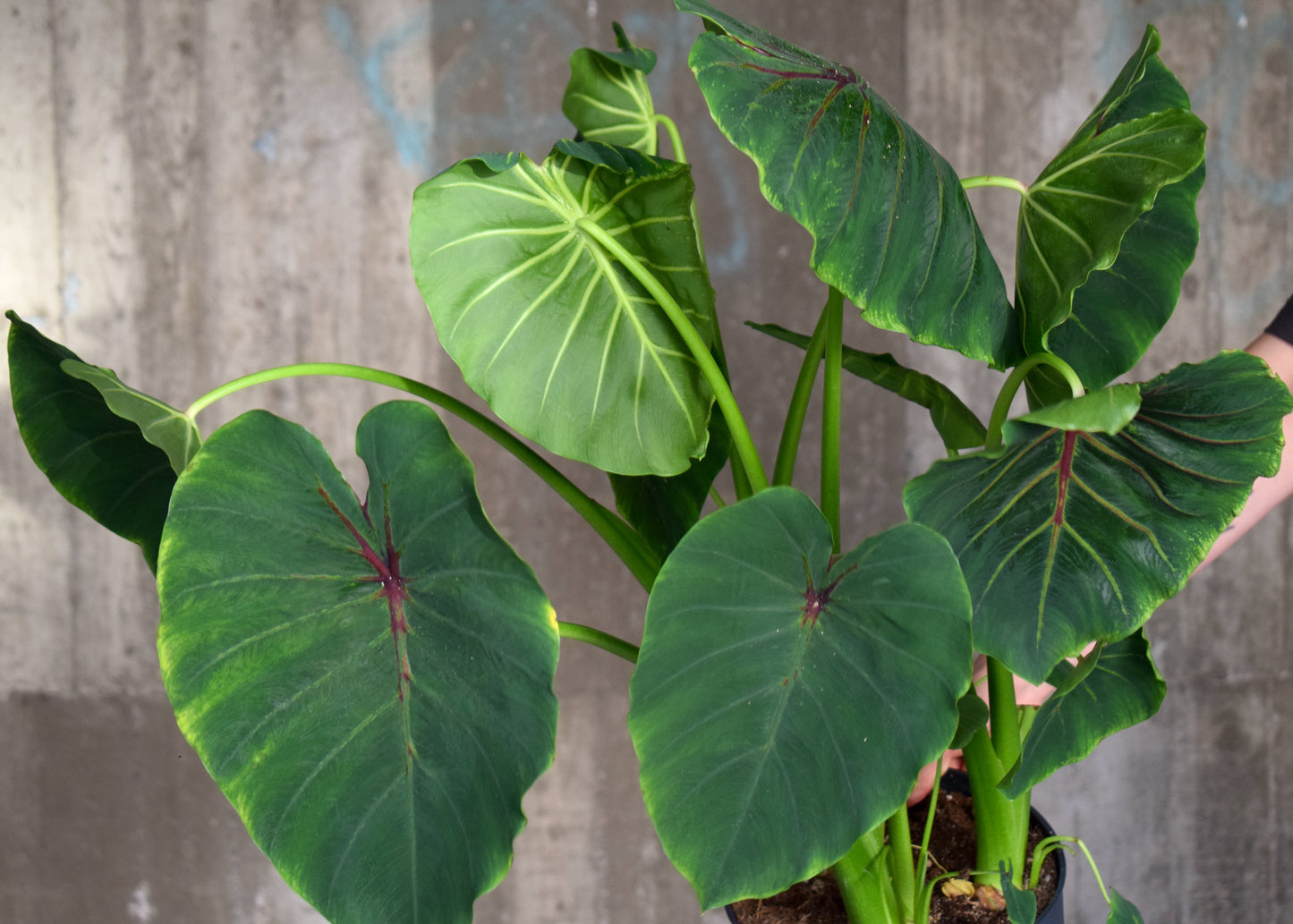 Colocasia Esculenta 'Pharaoh's Mask'