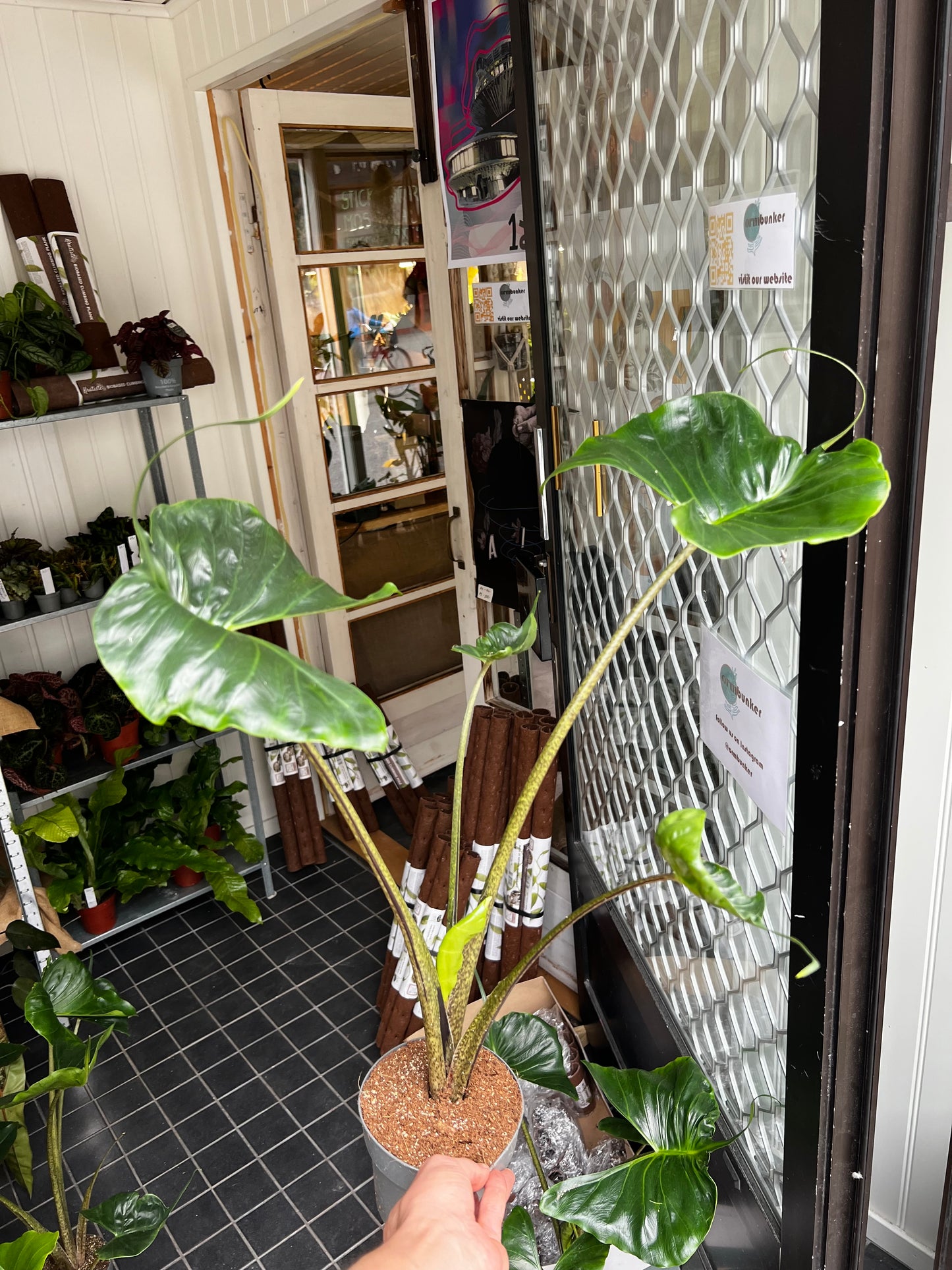 Alocasia Macrorrhiza 'Stingray'