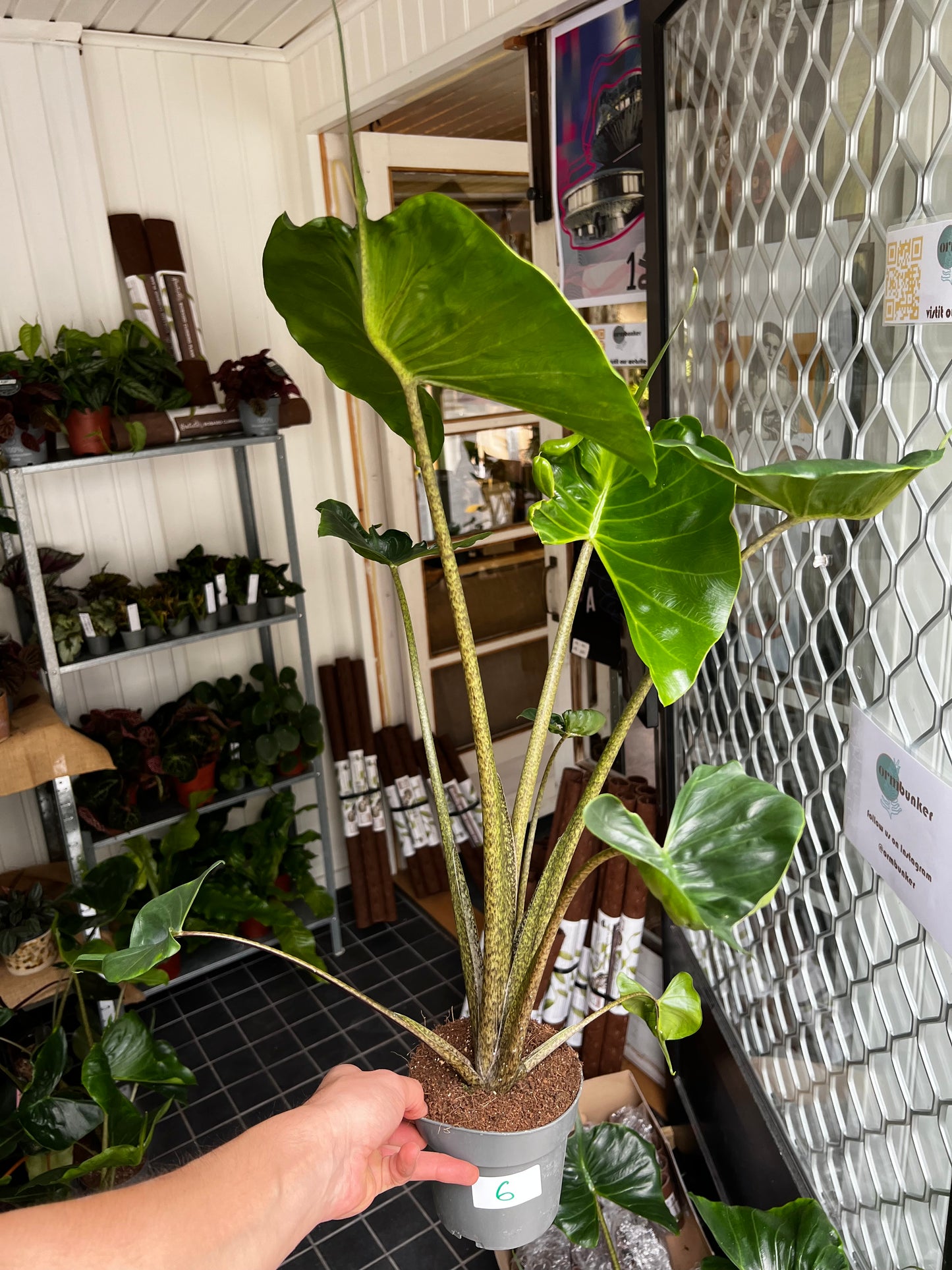 Alocasia Macrorrhiza 'Stingray'