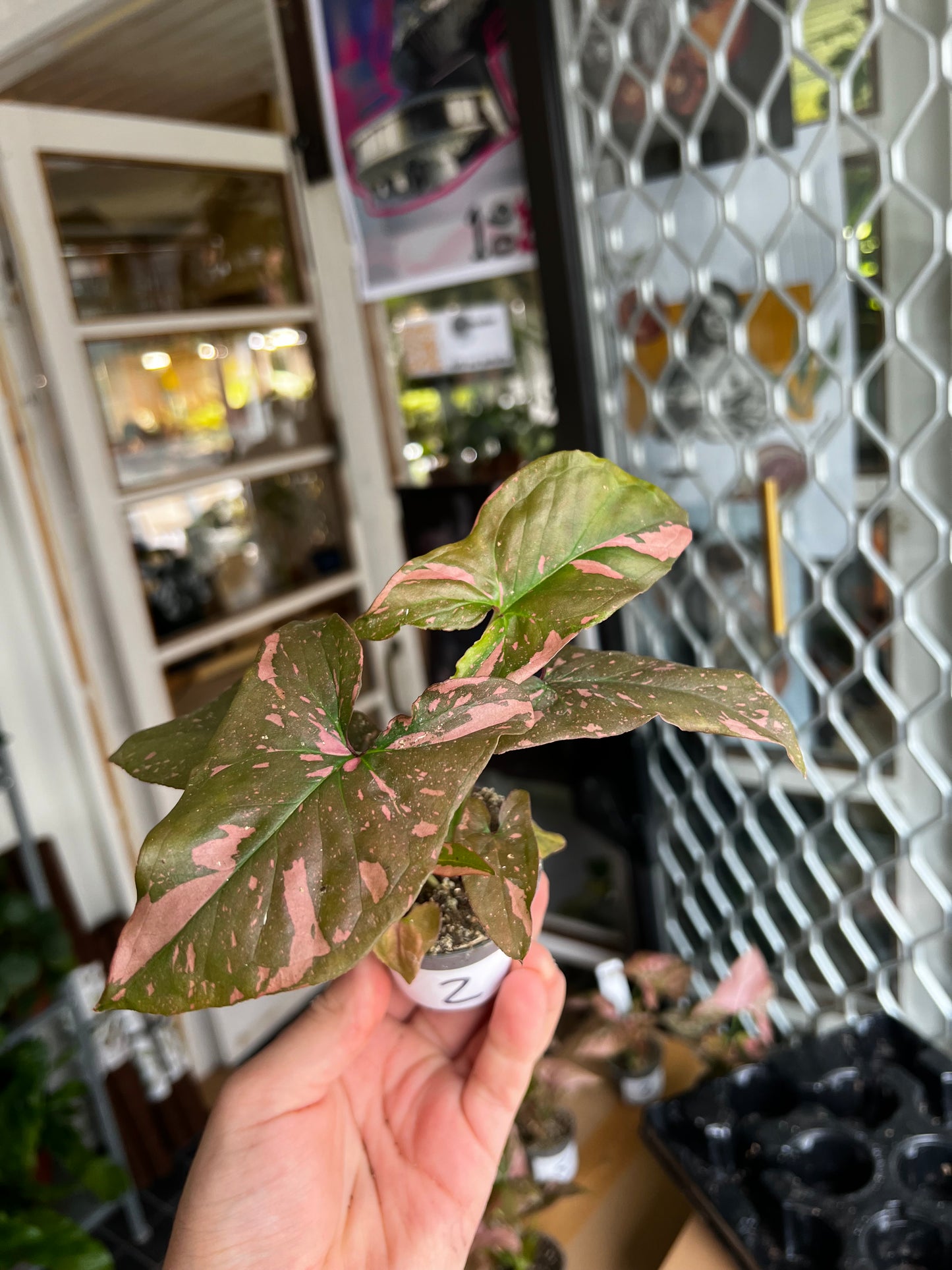 Syngonium 'Pink Splash'