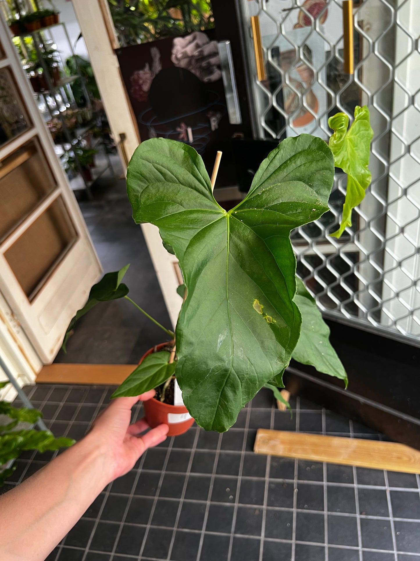 Anthurium Balaoanum