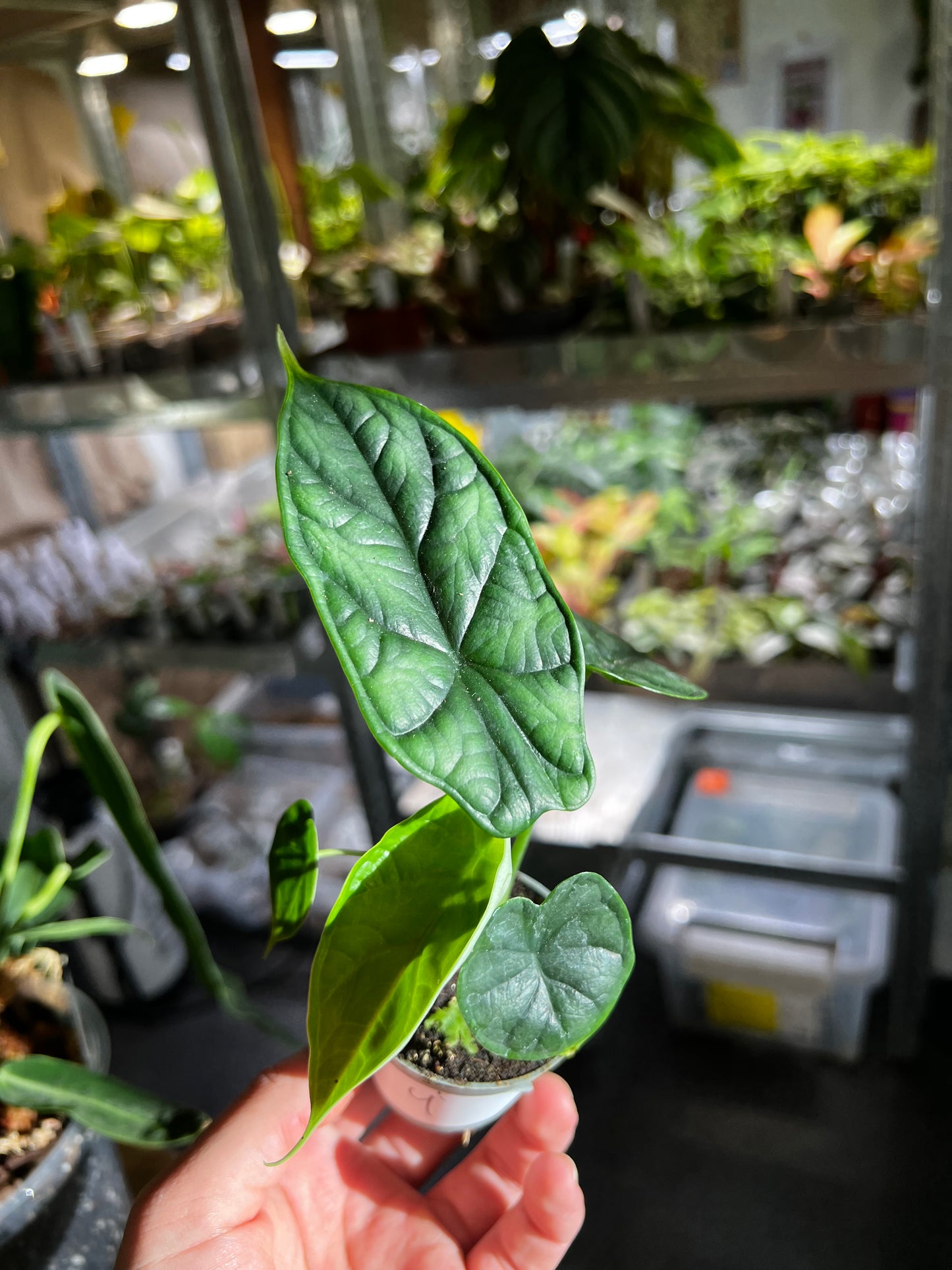 Alocasia Baginda 'Dragon Scale' 