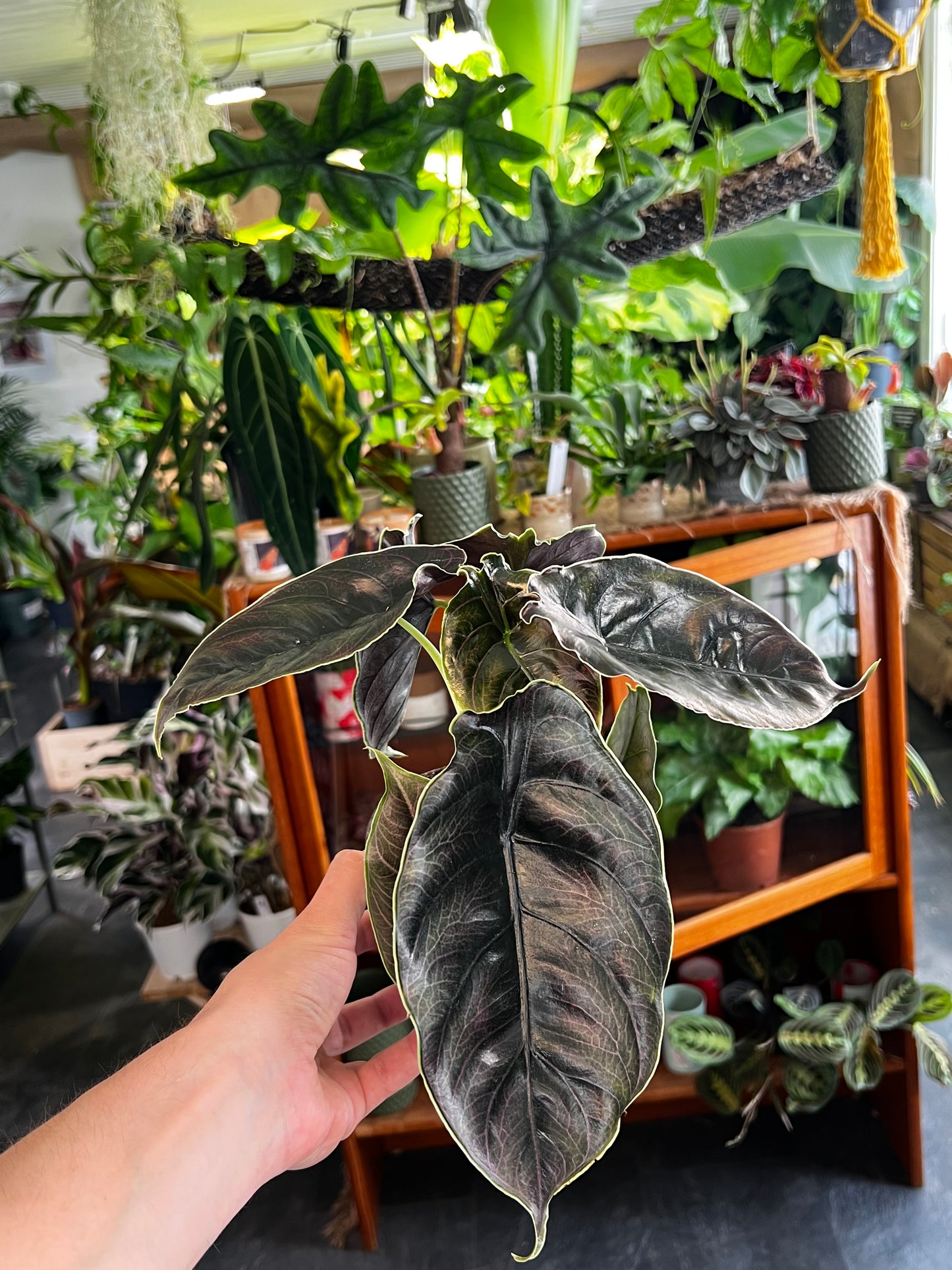 Alocasia Azlanii