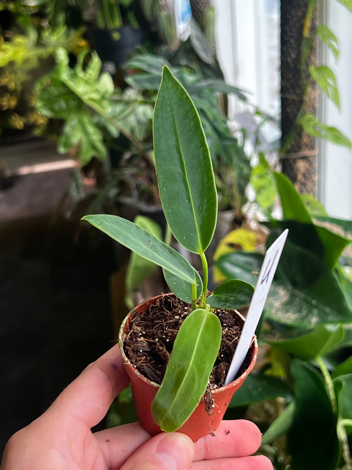 Anthurium Warocqueanum