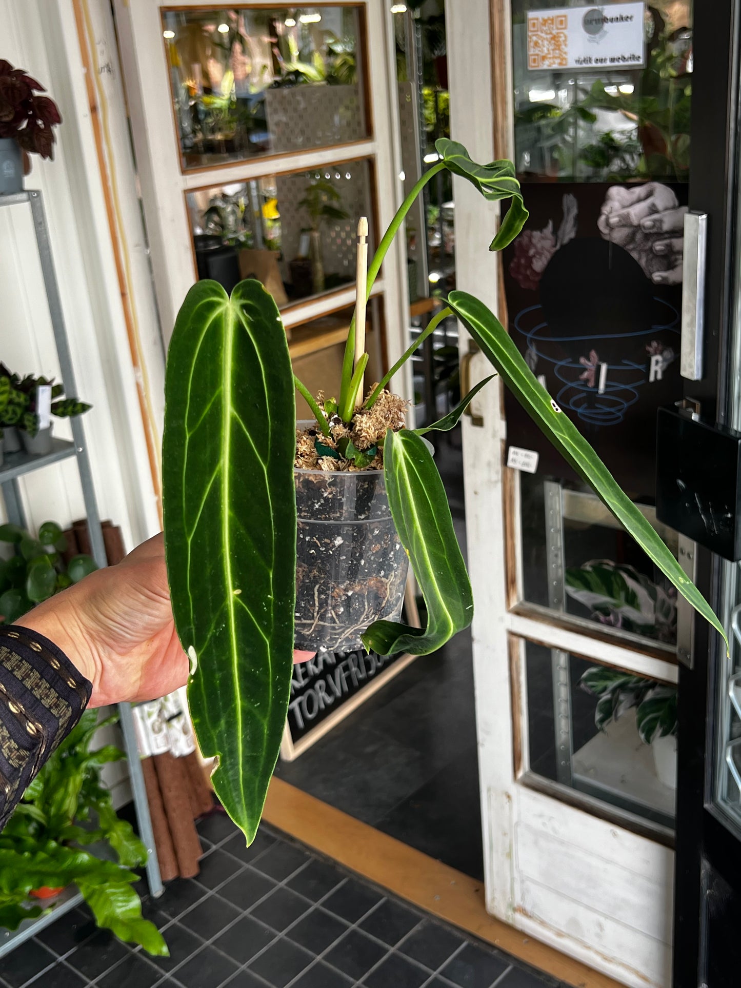 Anthurium Warocqueanum