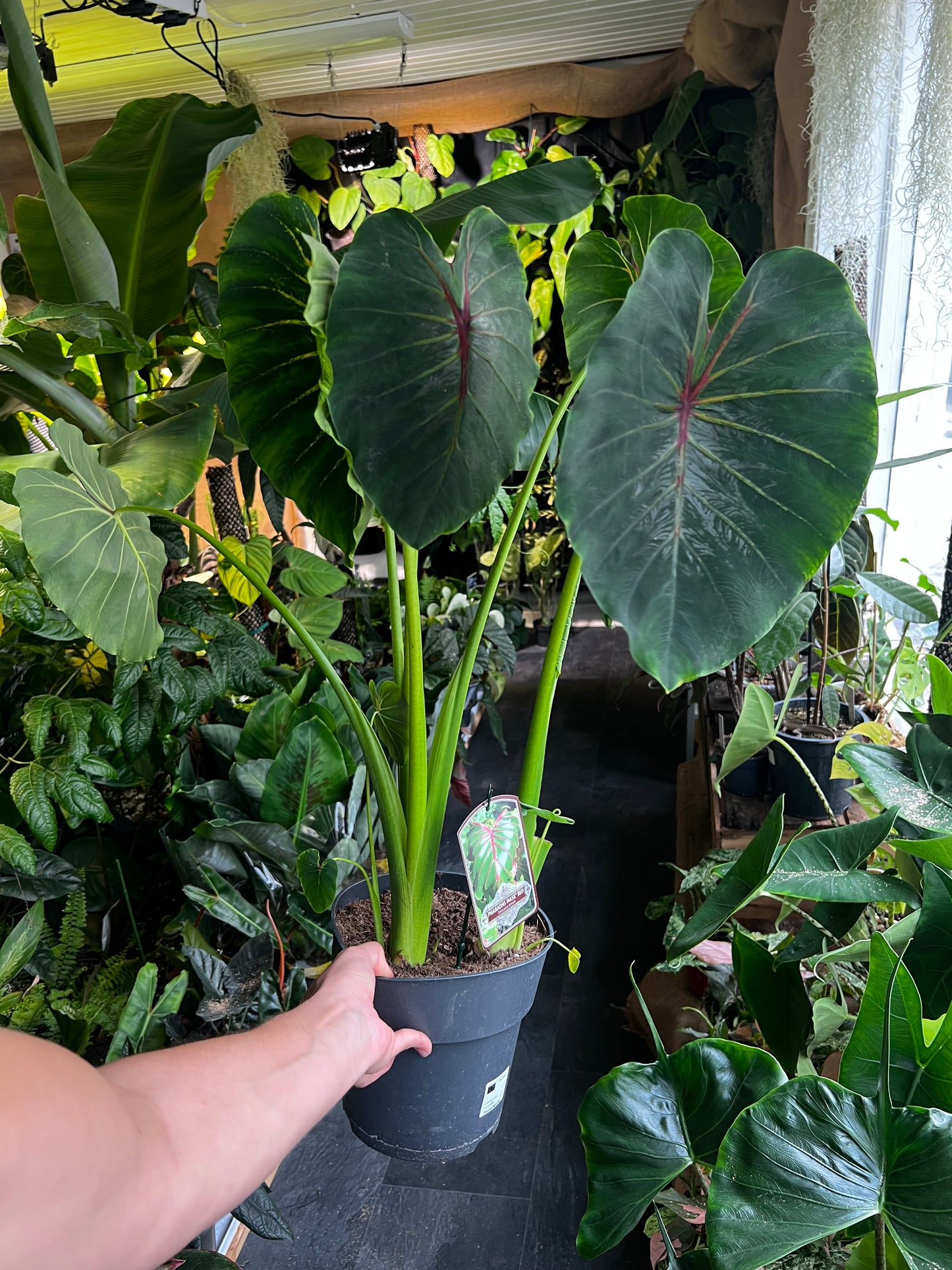 Colocasia Esculenta 'Pharaoh's Mask'