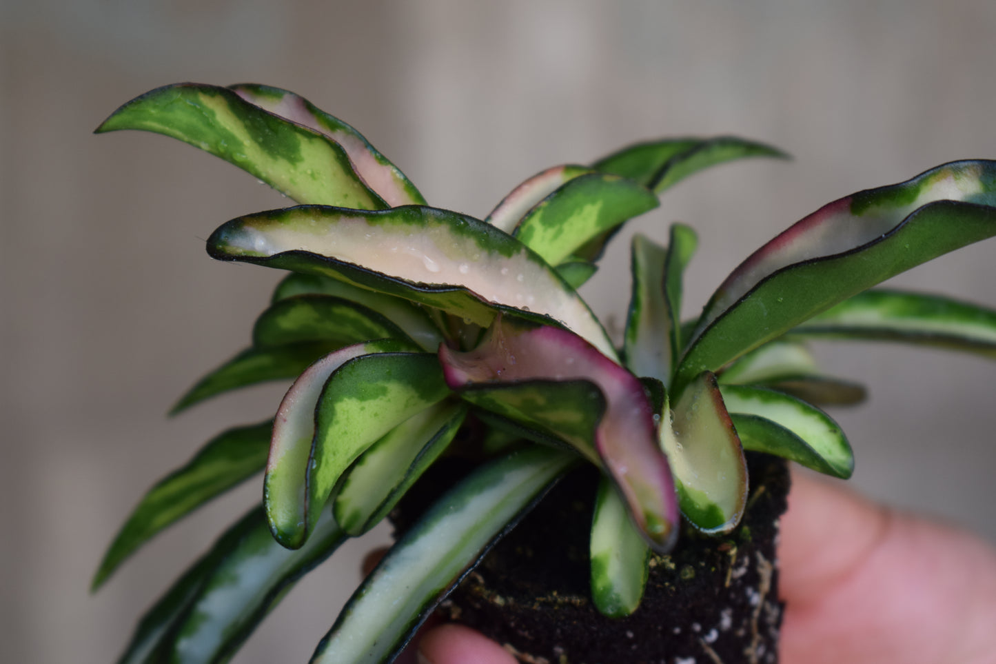 Hoya Wayetii 'Tricolor' Variegata