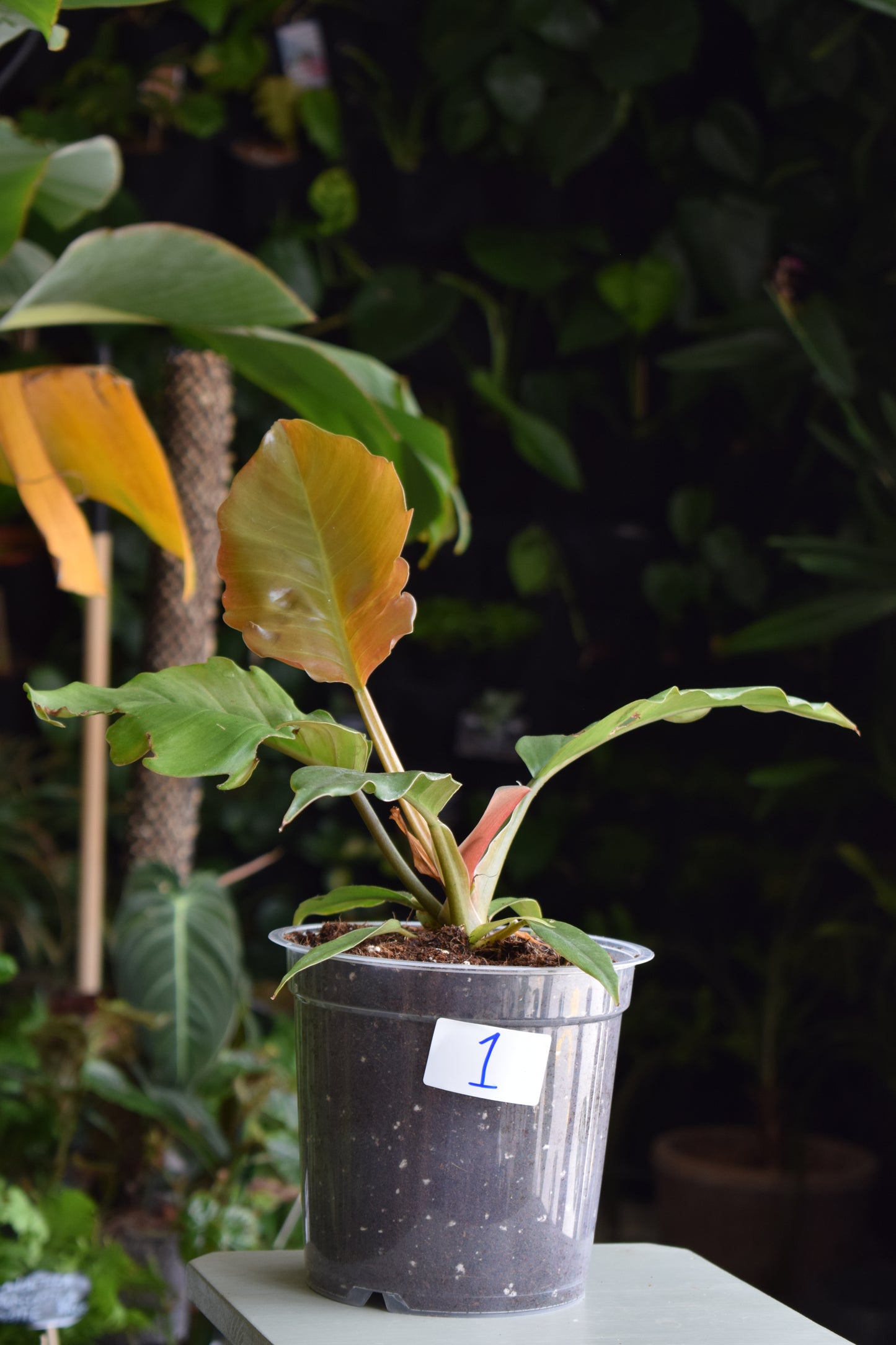 Philodendron 'Choco Empress'/'Pluto'