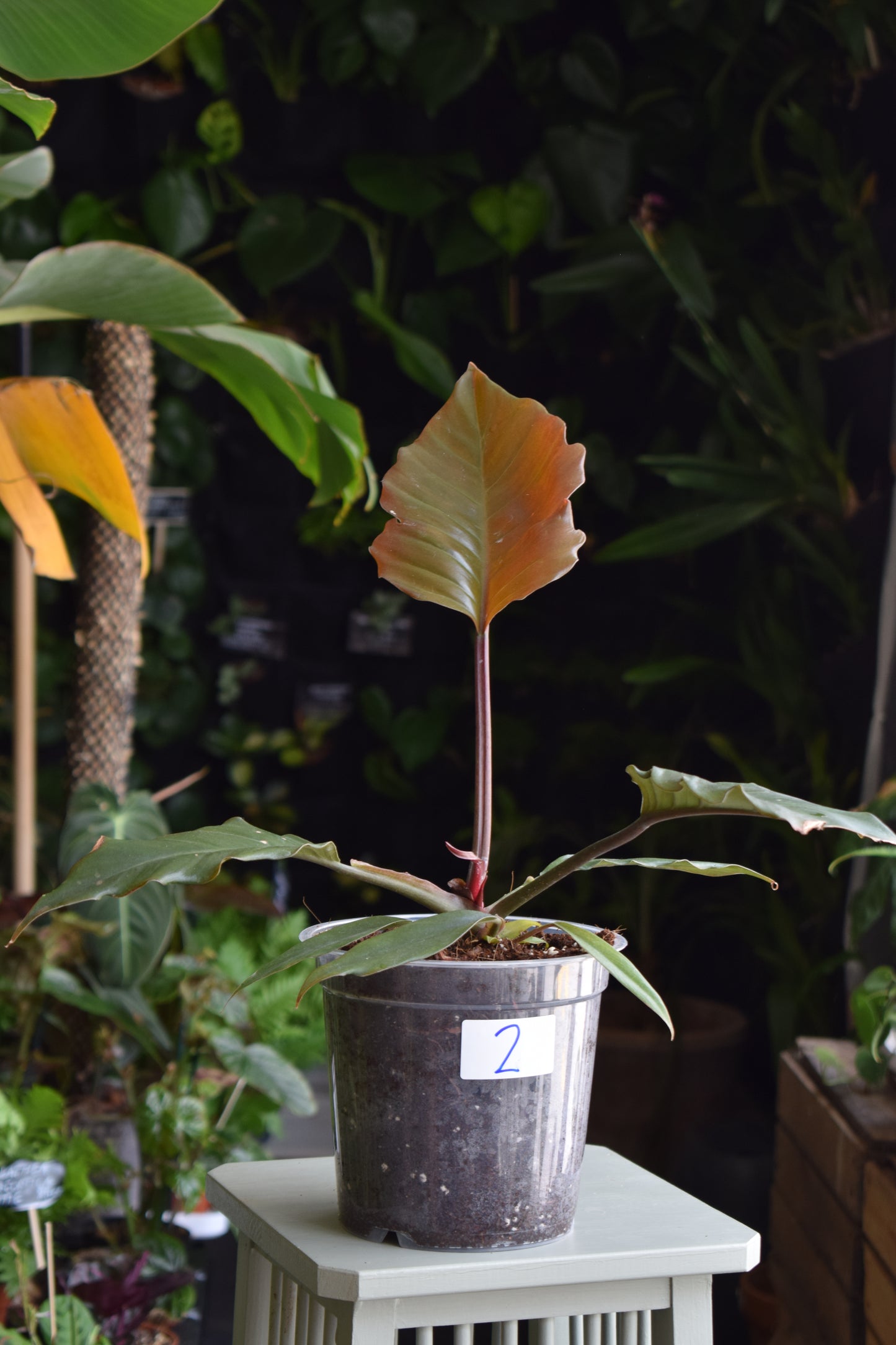 Philodendron 'Choco Empress'/'Pluto'