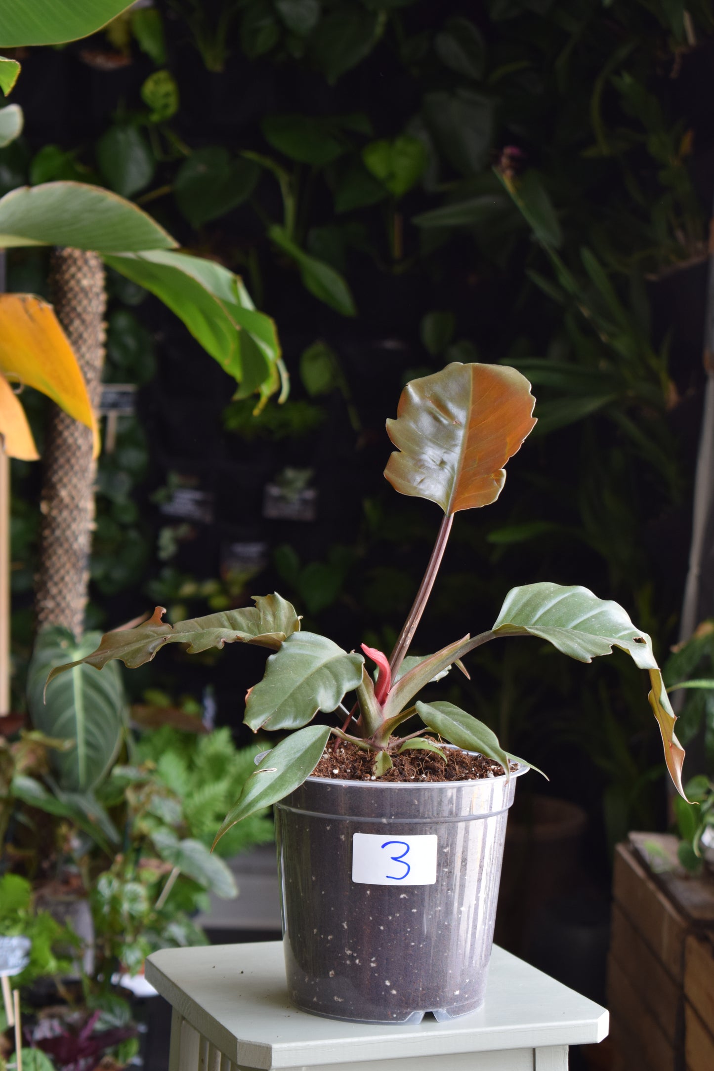 Philodendron 'Choco Empress'/'Pluto'